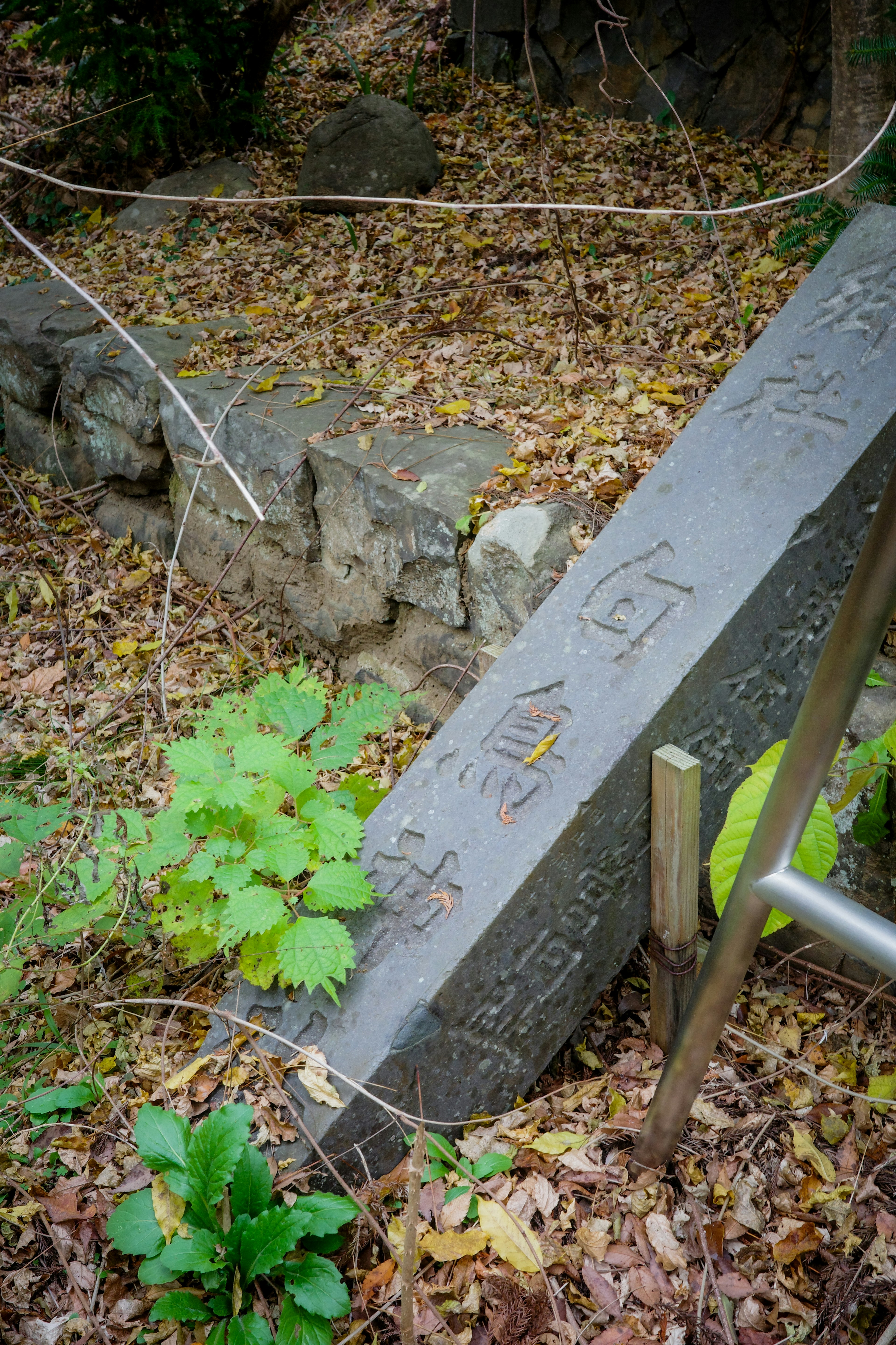 Eine alte Steintafel steht in einem blätterbedeckten Bereich