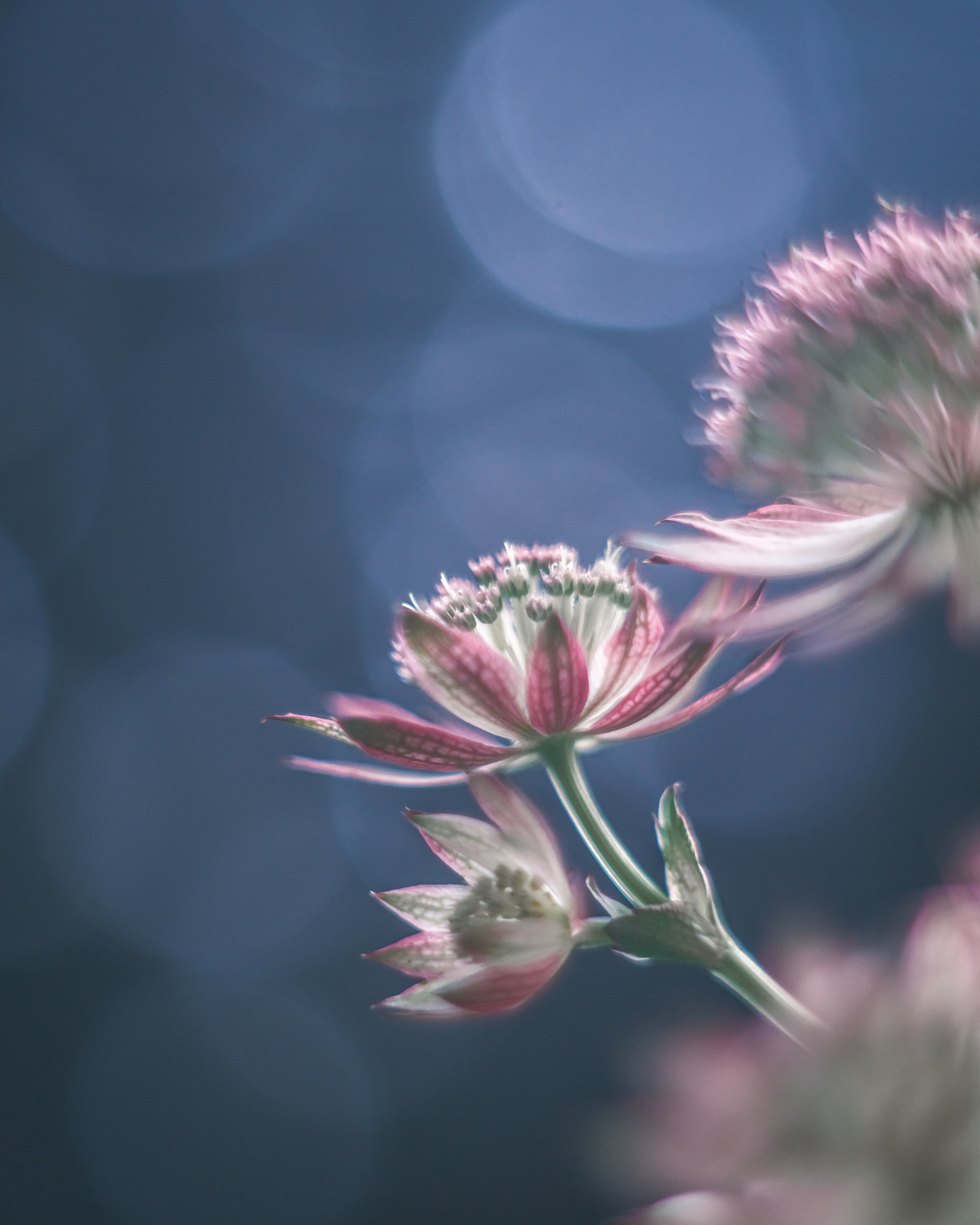 Un'immagine bella di fiori rosa che emergono su uno sfondo blu morbido