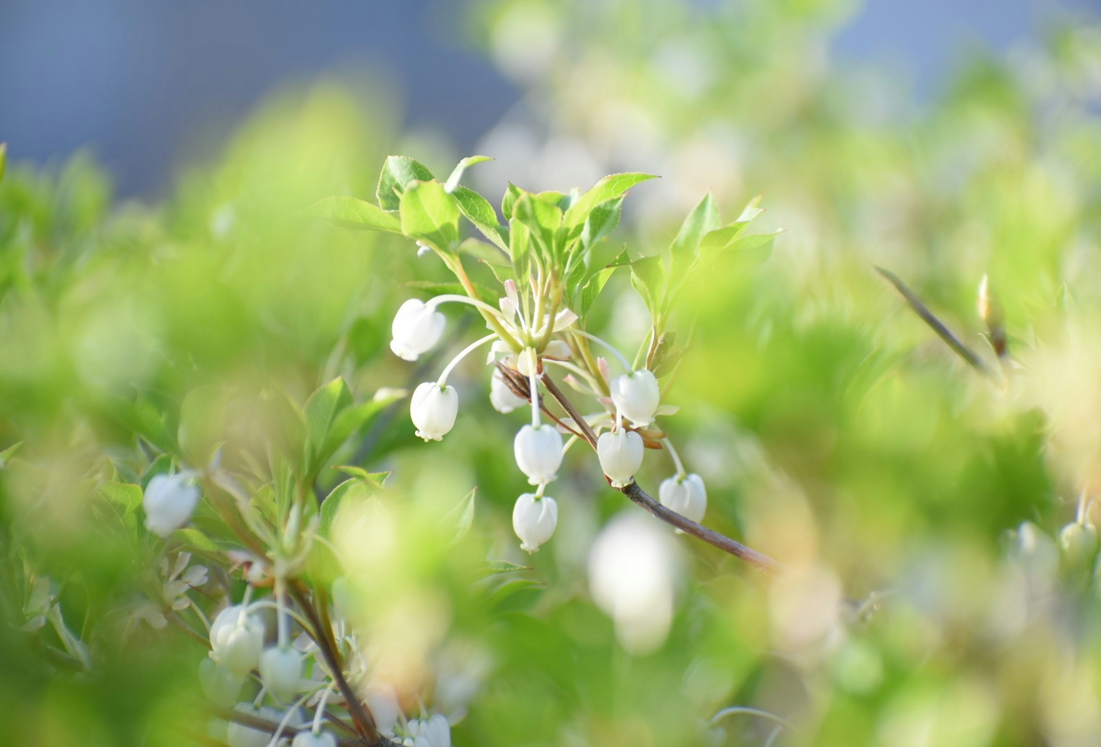 Close-up of a plant with white flowers against a green background