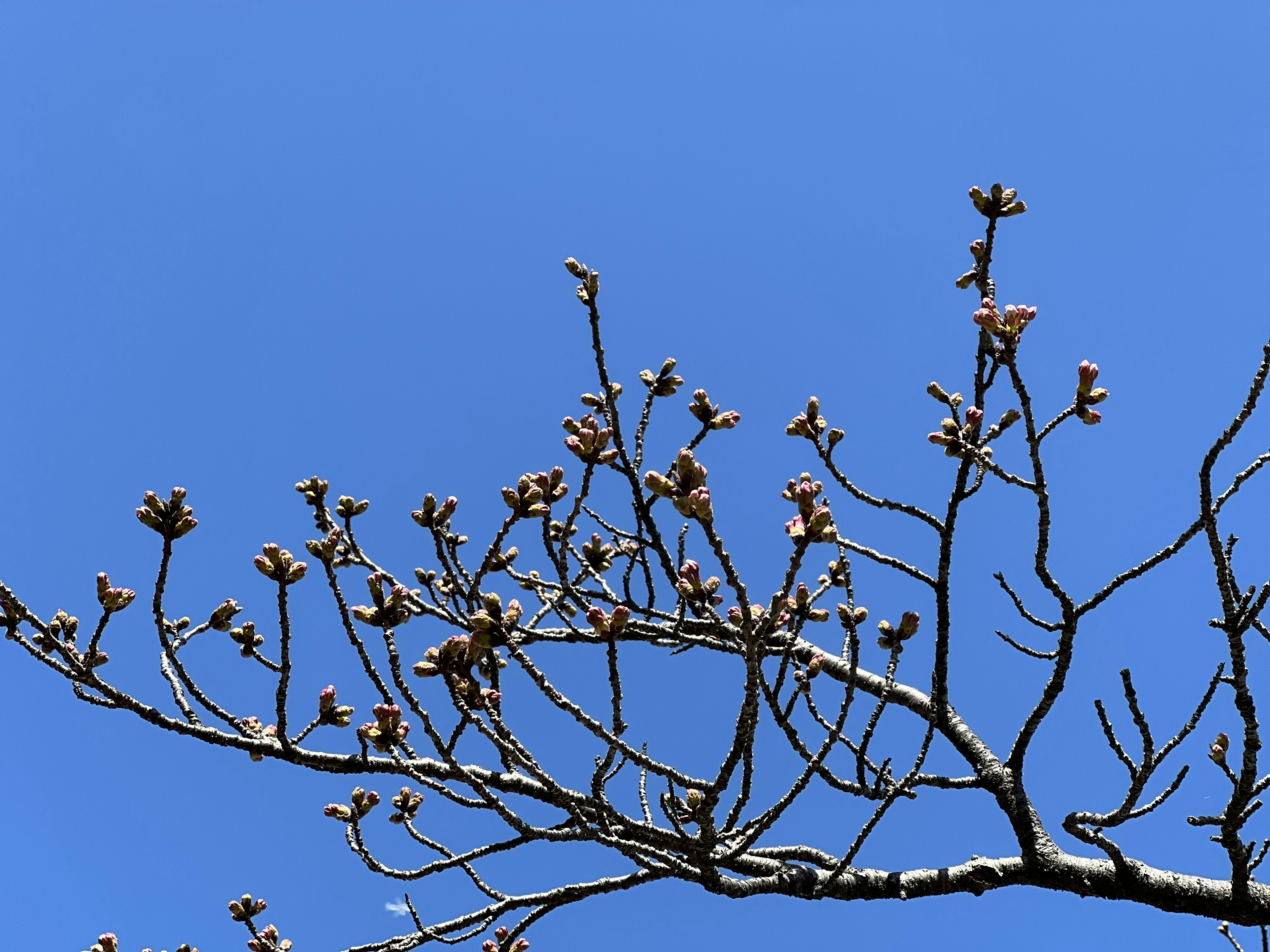 Une photo de branches d'arbre avec des bourgeons sur un ciel bleu clair