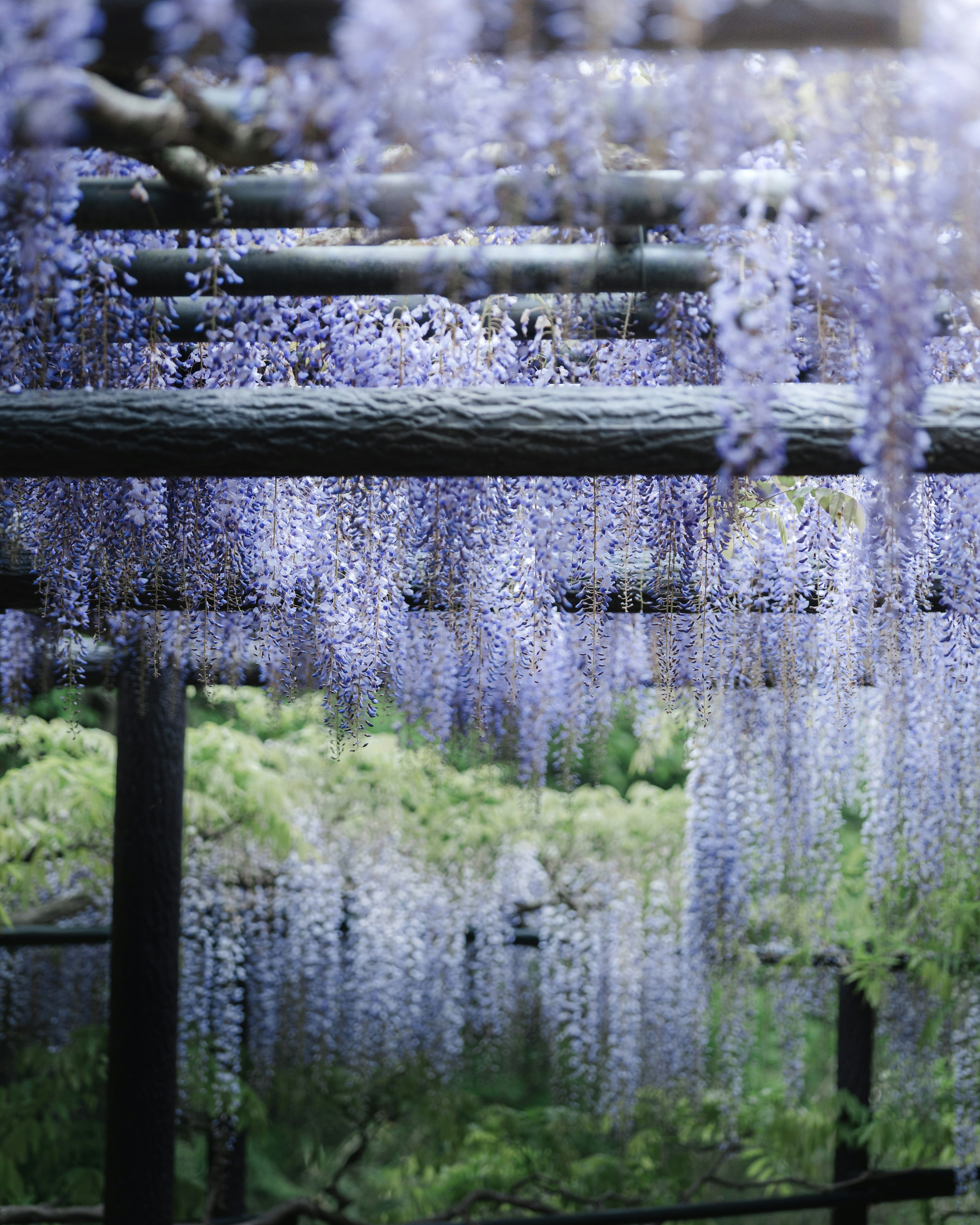 Beautiful wisteria flowers hanging in a garden setting