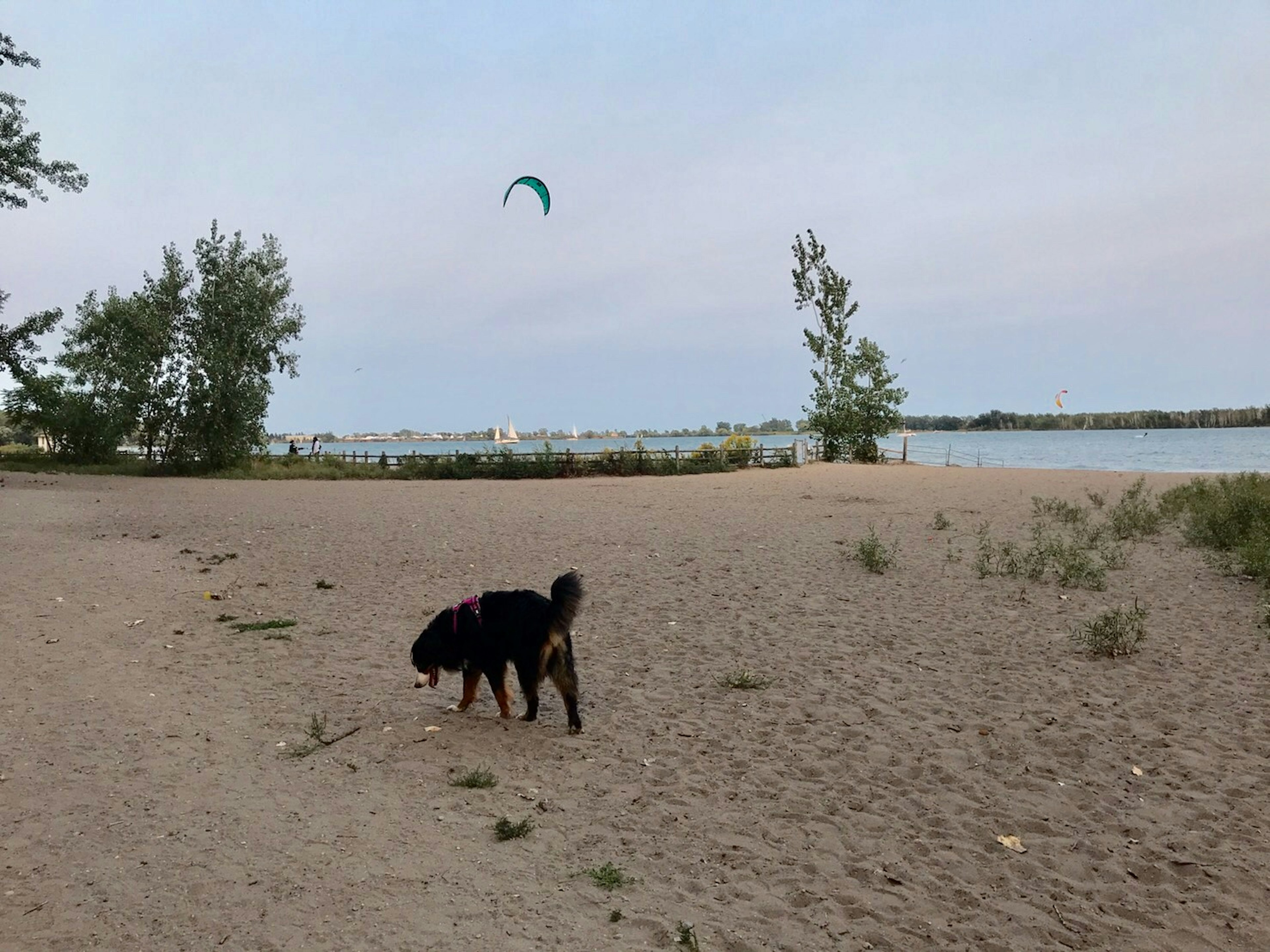 ビーチで散歩する黒い犬と後ろに風を受けているカイトサーフィン