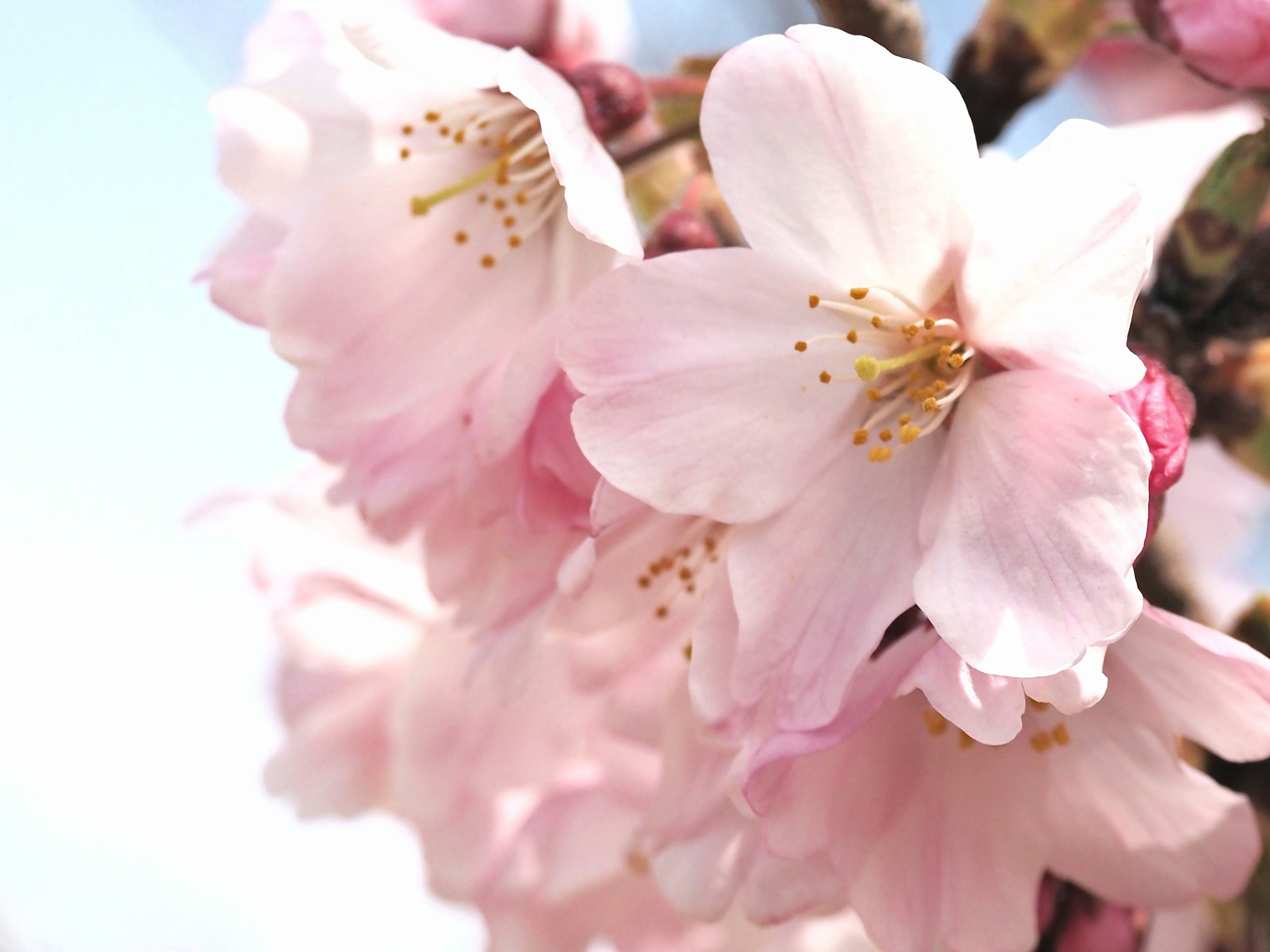 桜の花が咲いている近接画像青空の下で