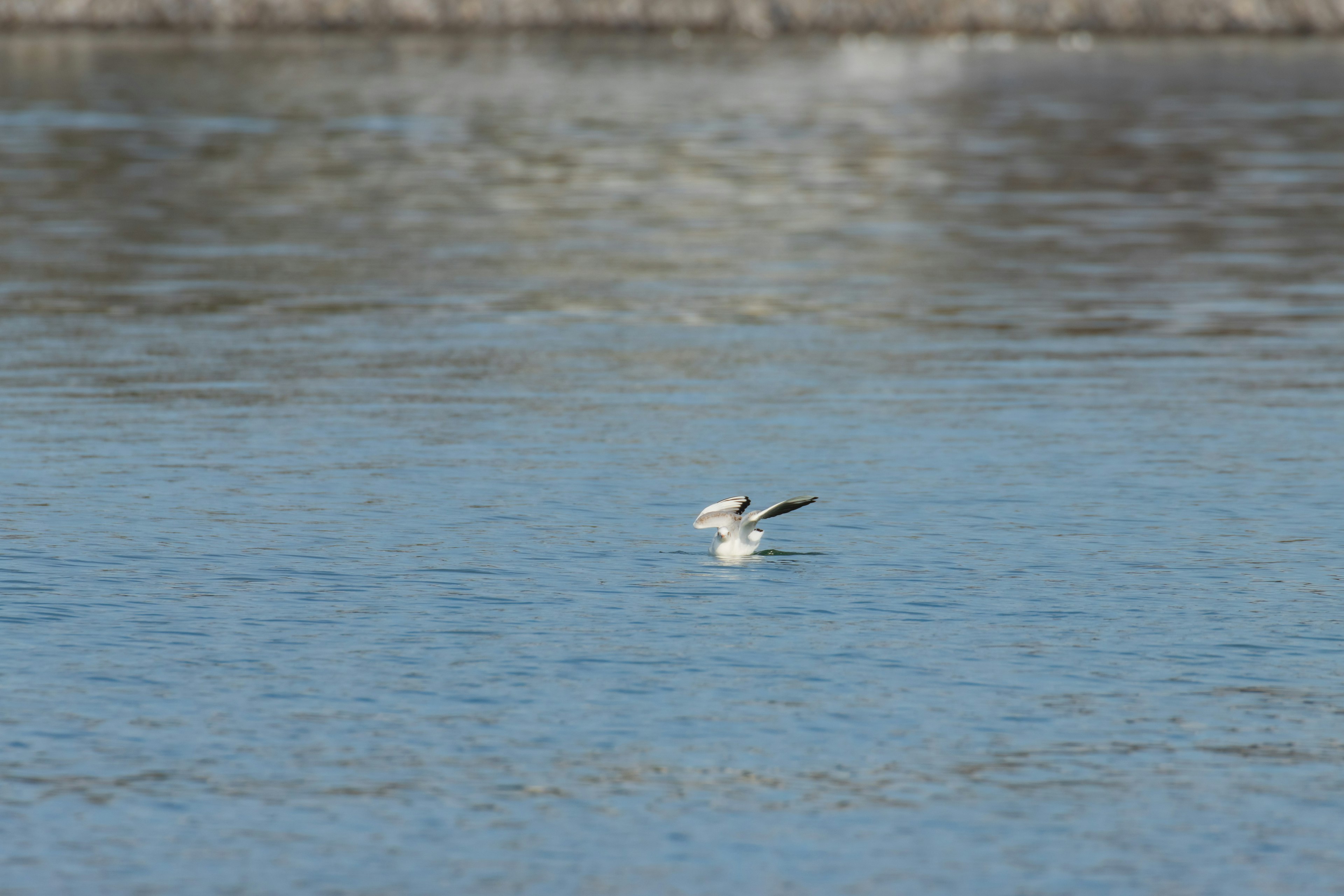 Un piccolo uccello bianco che galleggia sulla superficie dell'acqua