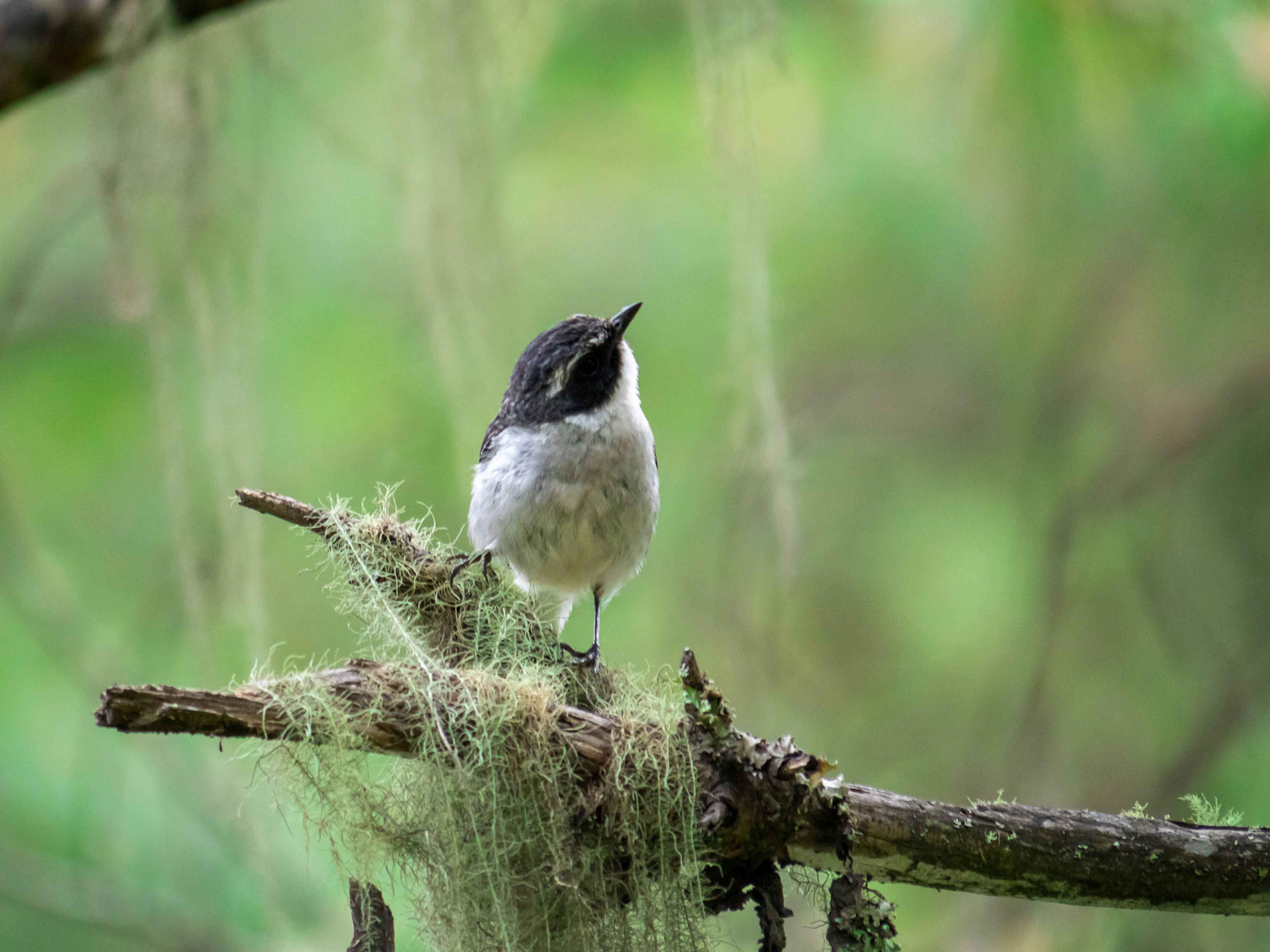 Petit oiseau perché sur une branche avec une tête noire et une poitrine blanche