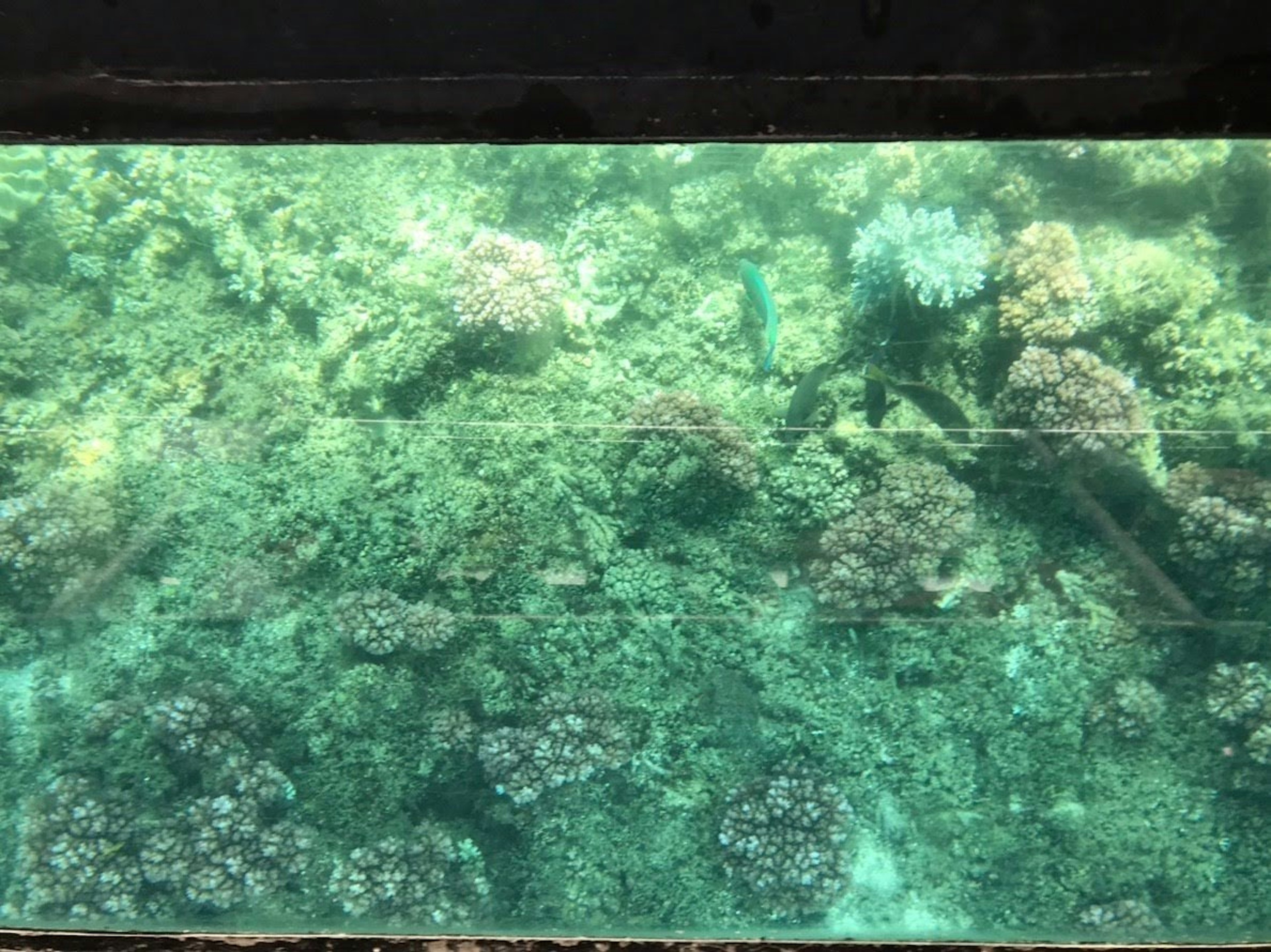 Underwater view of vibrant coral reefs