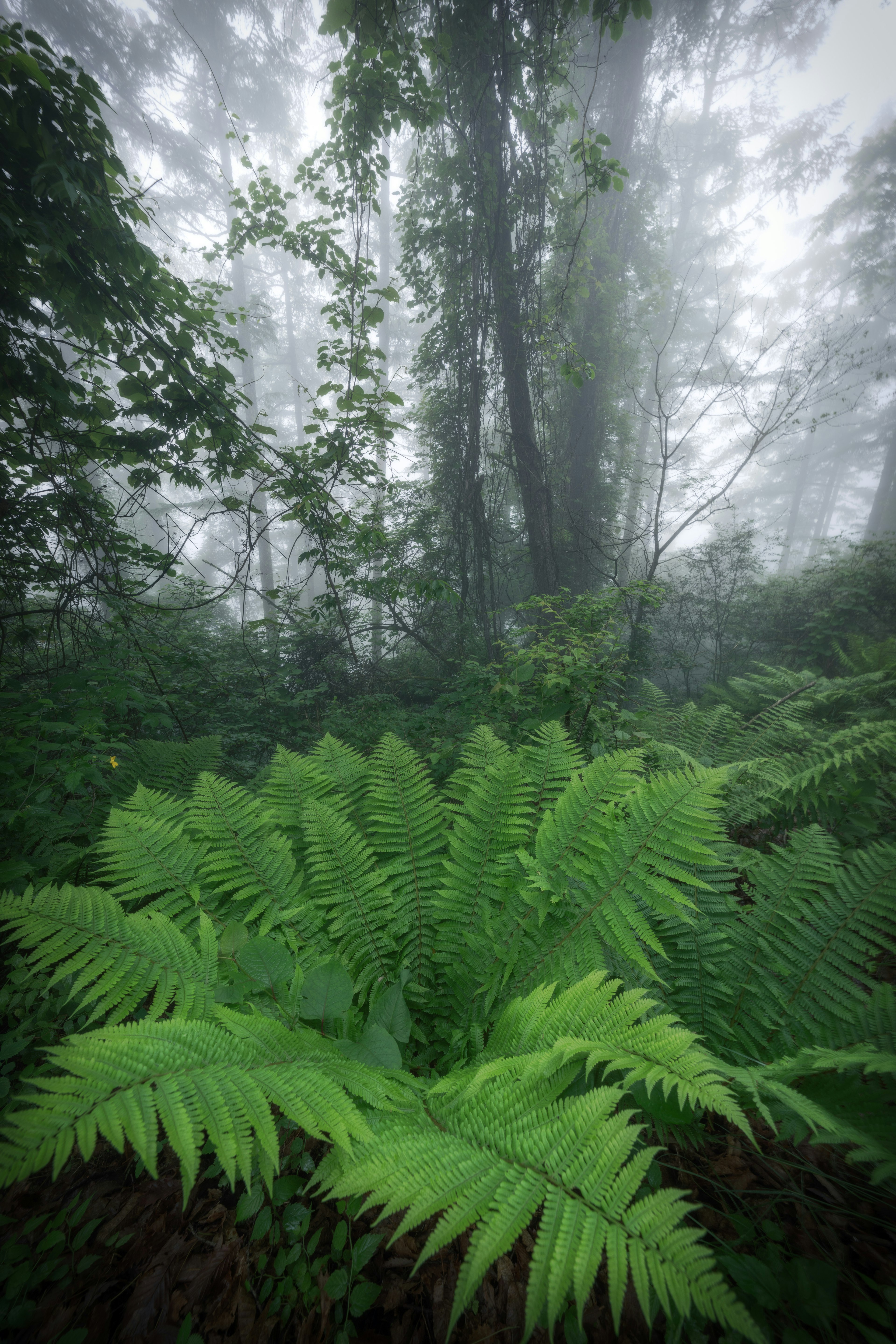 霧の中のシダ植物と樹木の風景