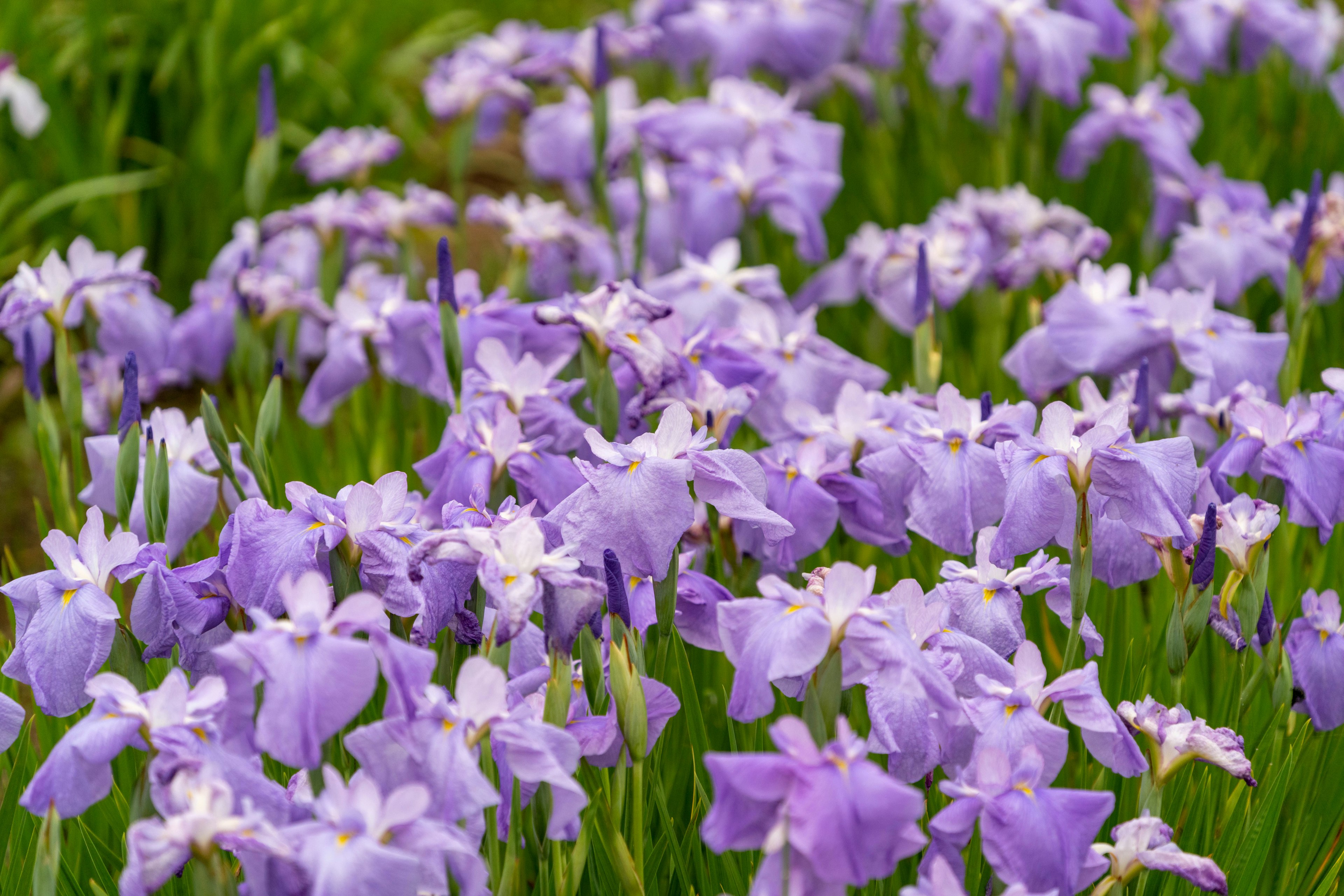 Un campo di fiori viola in fiore con foglie verdi