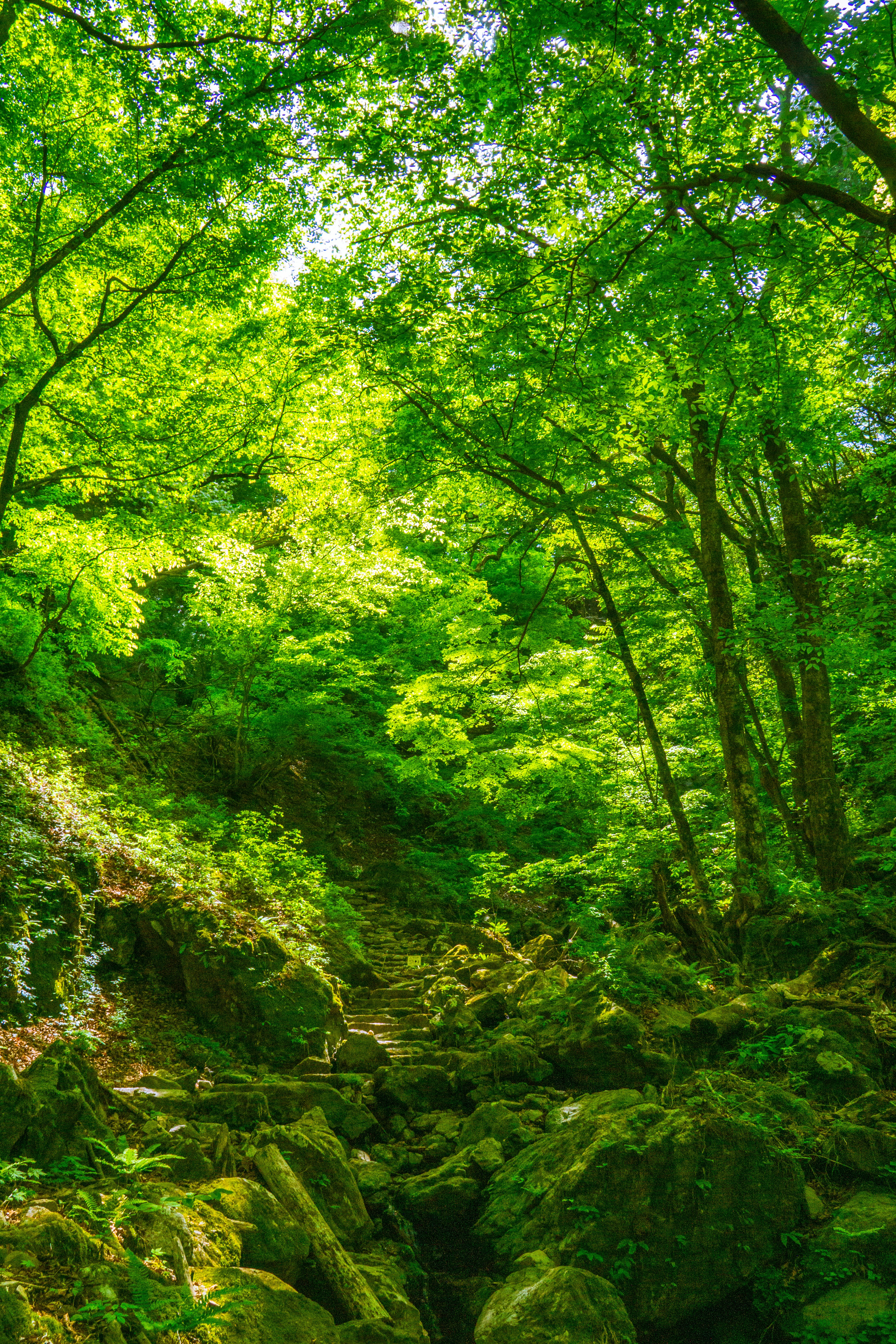 Escena de bosque verde con rocas y árboles