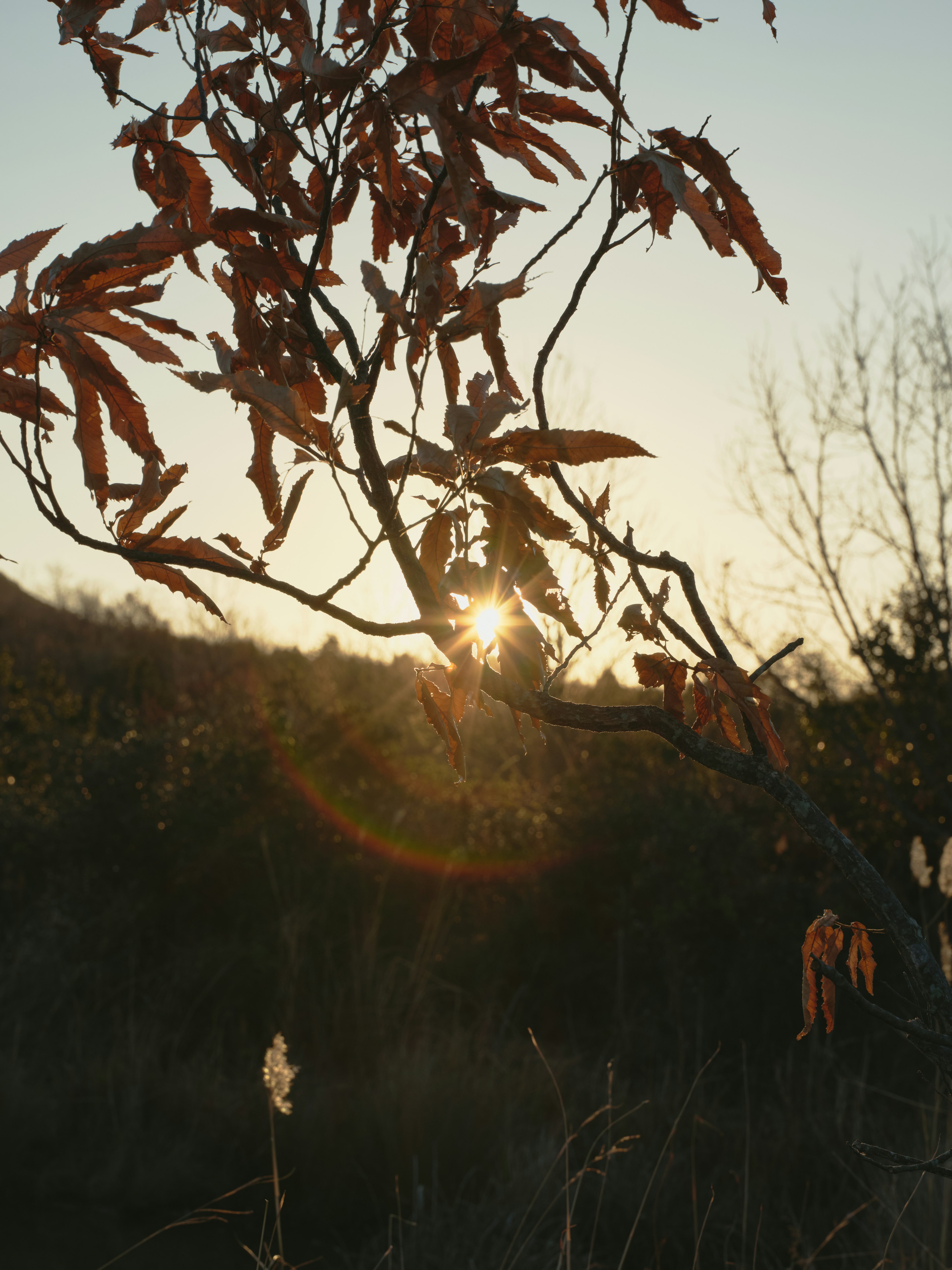 Gros plan de feuilles d'automne avec le coucher de soleil en arrière-plan