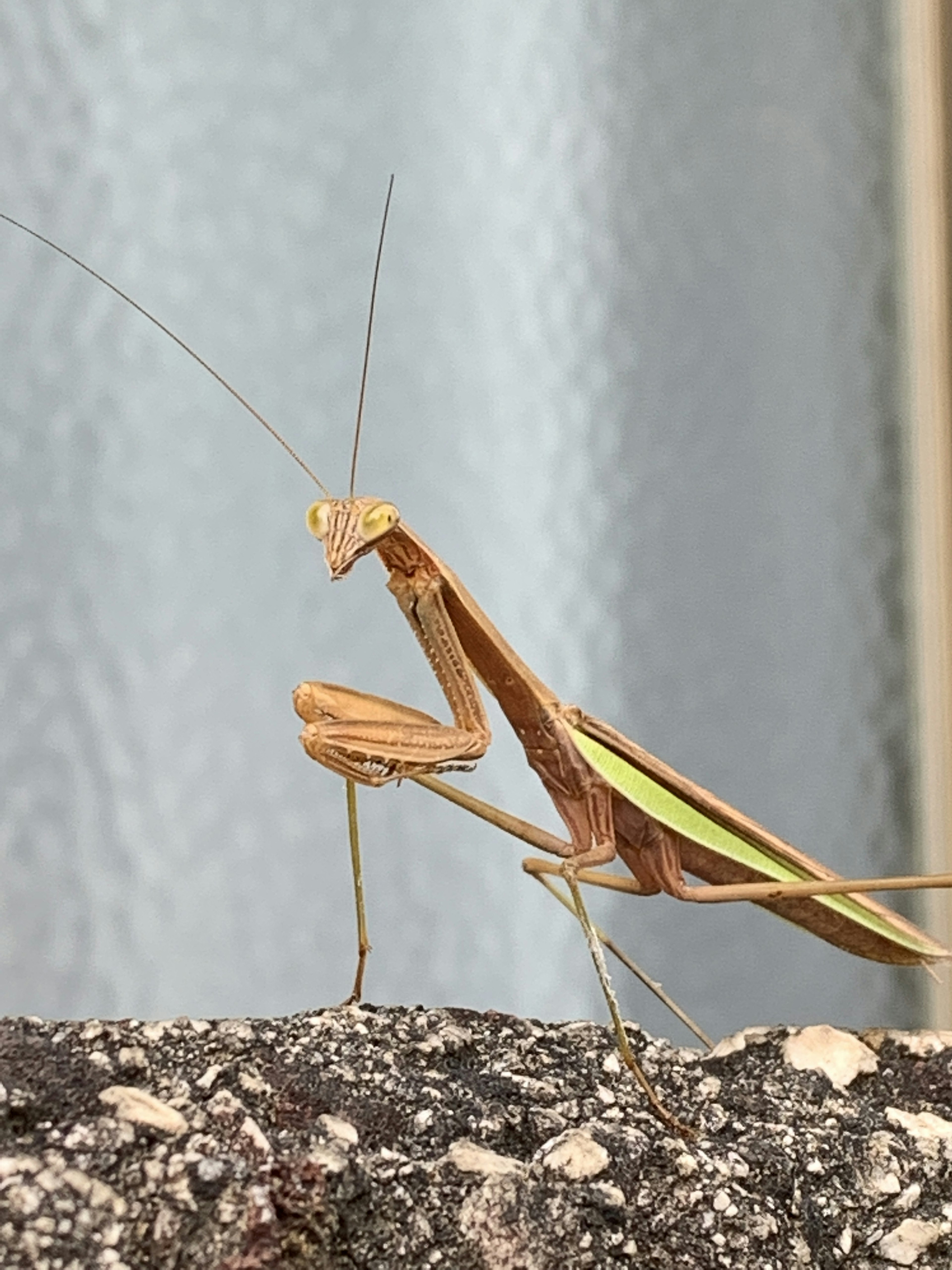 A brown mantis leaning against a wall