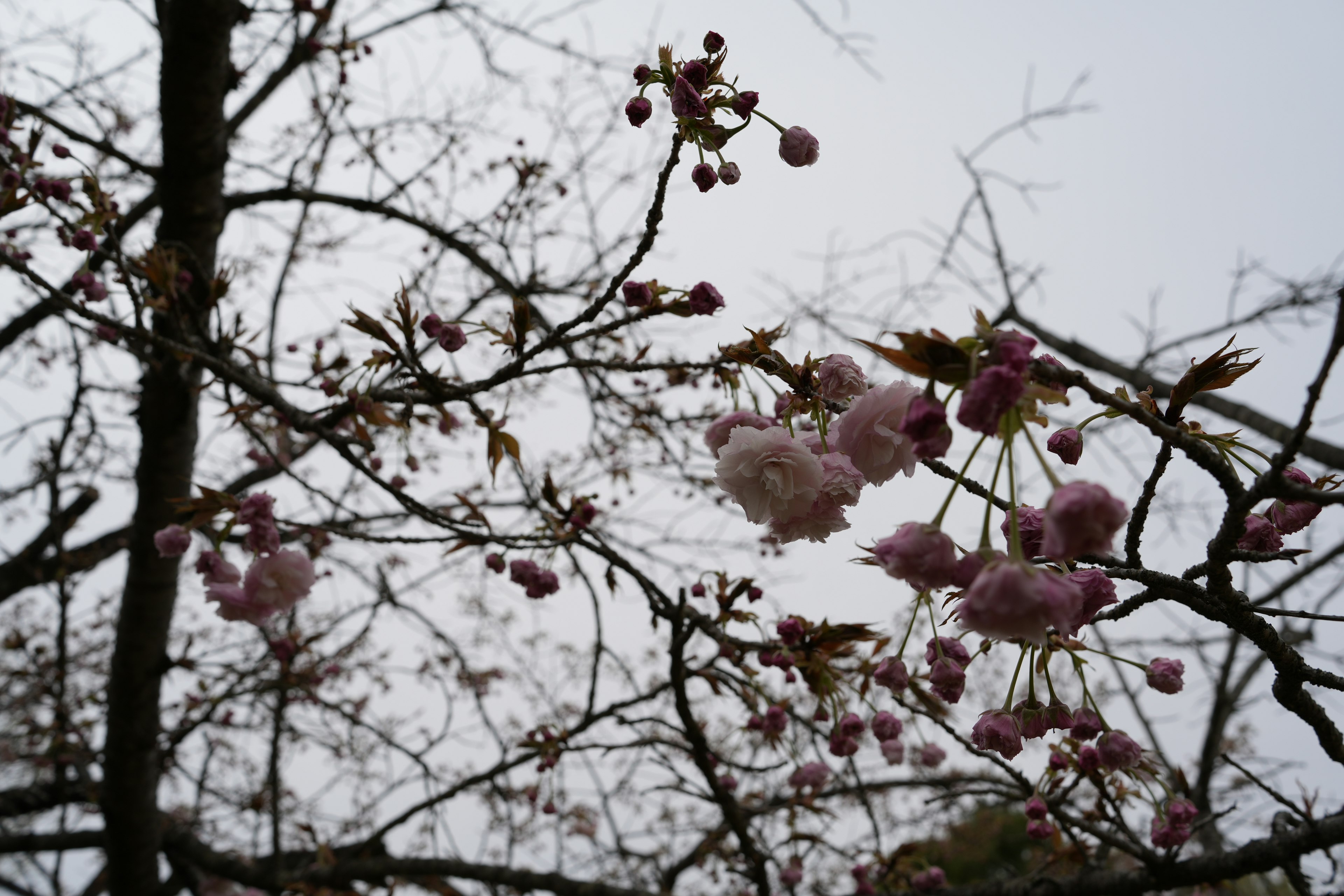 Ramas de cerezo con flores rosas contra un cielo gris