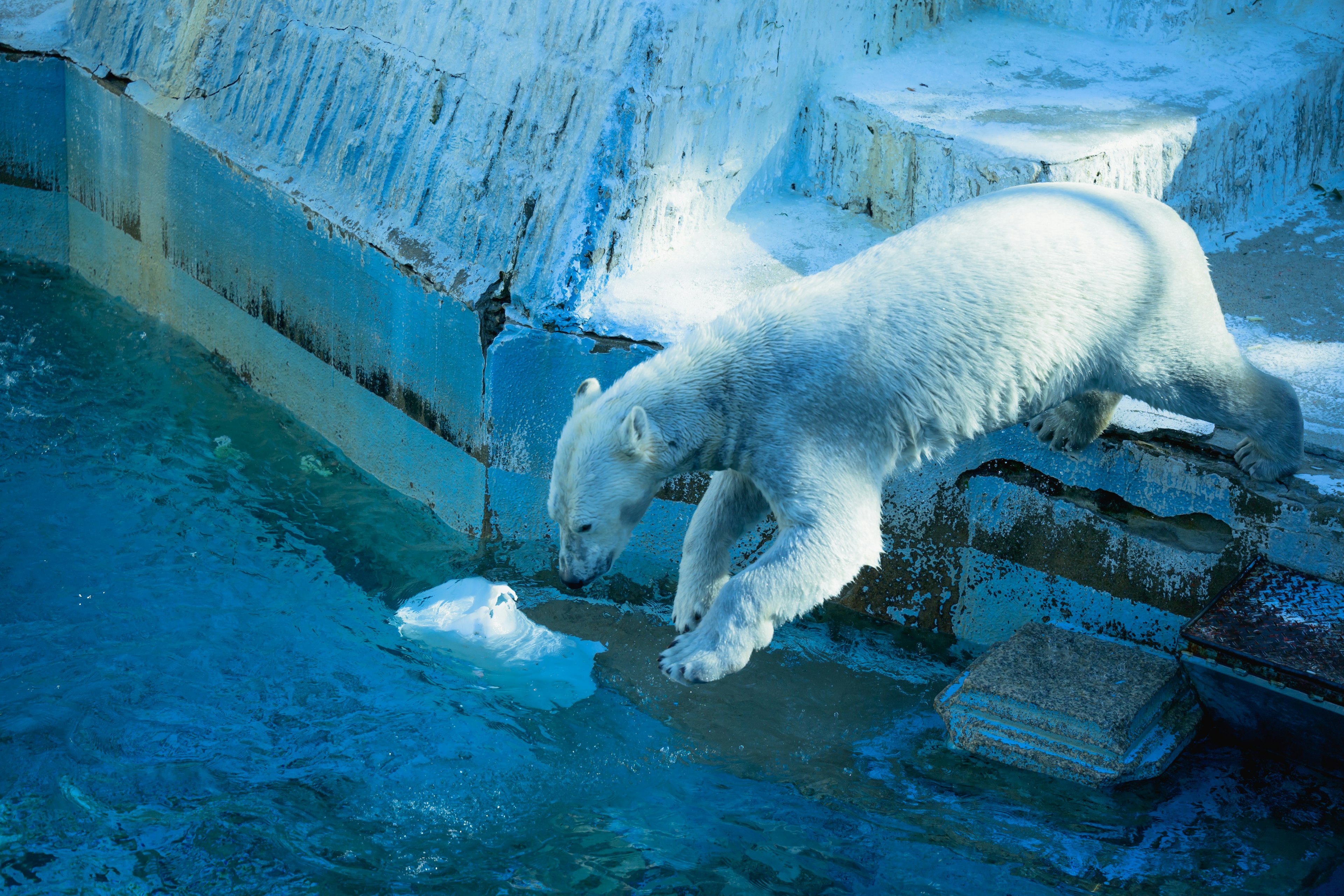 Oso polar saltando al agua helada