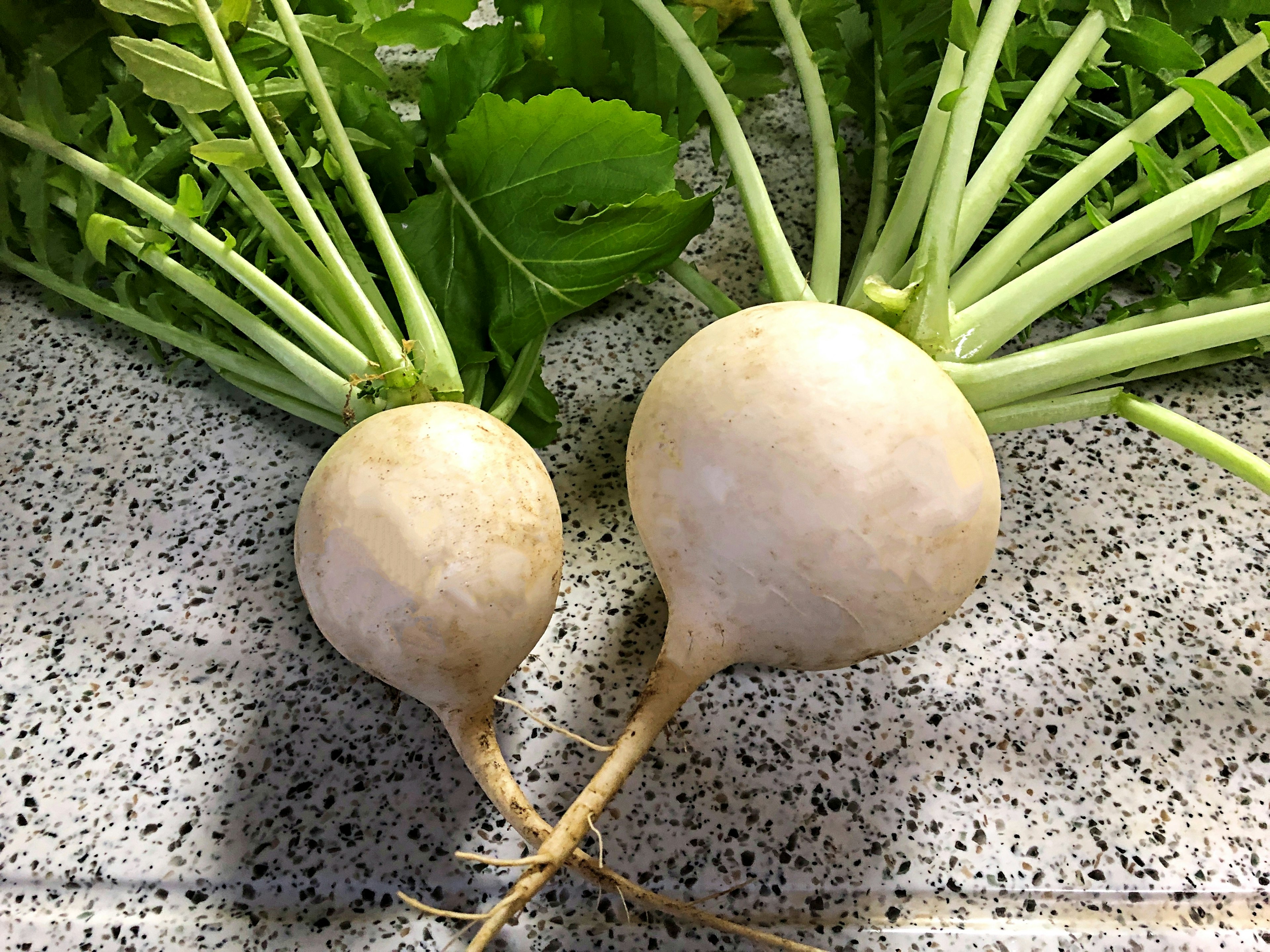 Two white radishes with green leaves on a textured surface