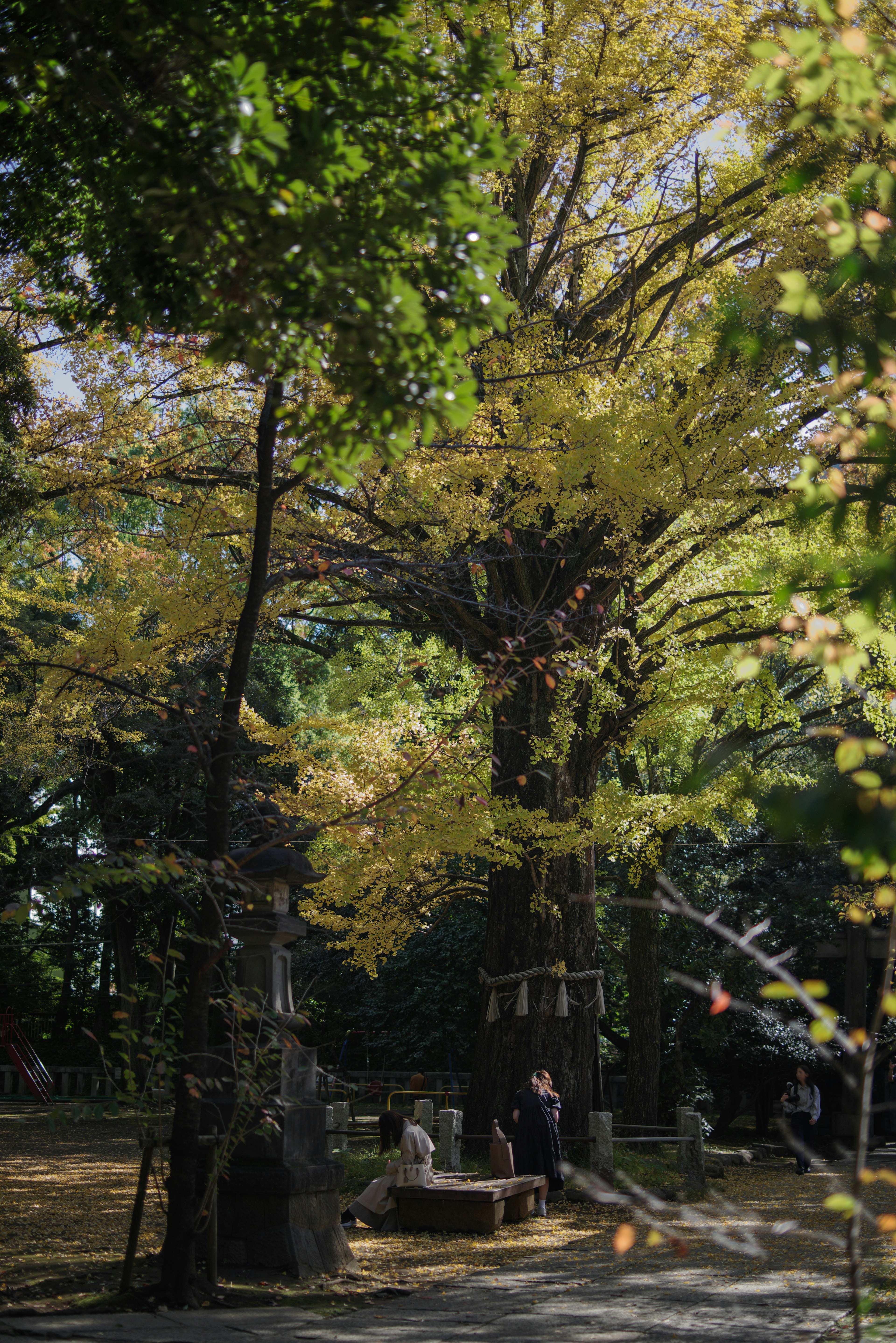 美しい黄葉の木々が生い茂る公園の風景で人々が静かに過ごす