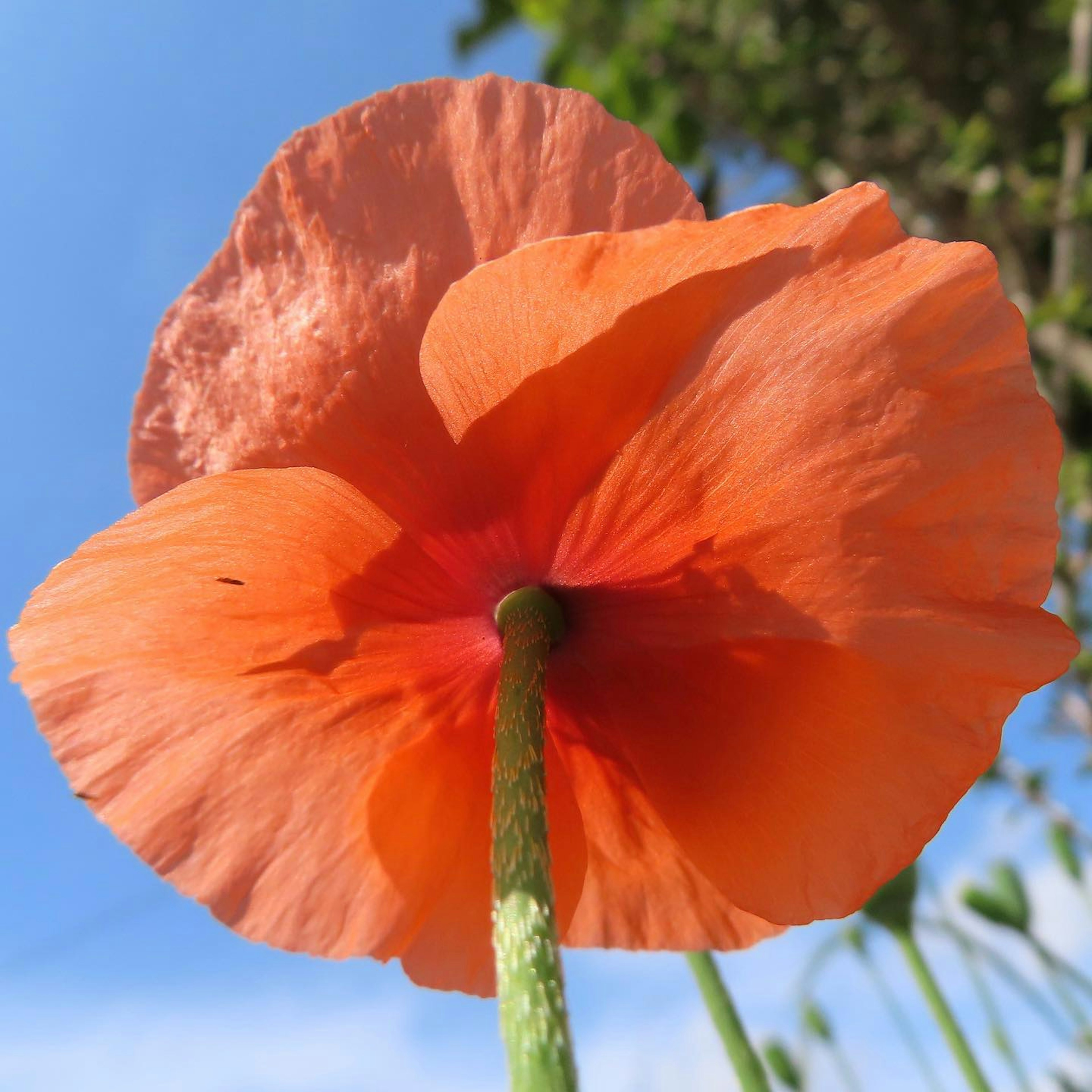 Tampilan dari bawah bunga poppy dengan kelopak oranye cerah di latar belakang langit biru