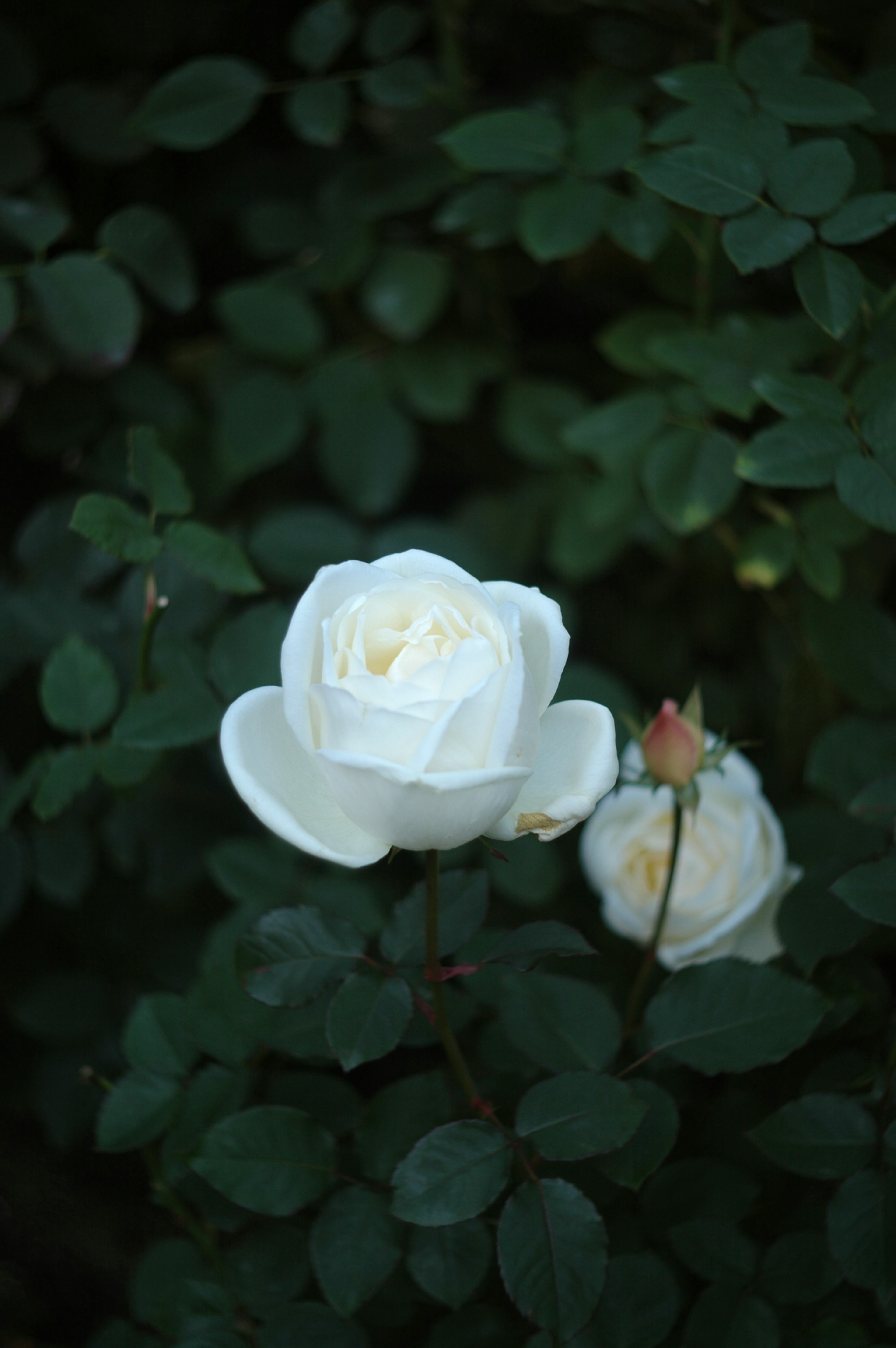 Weiße Rose mit grünen Blättern im Hintergrund