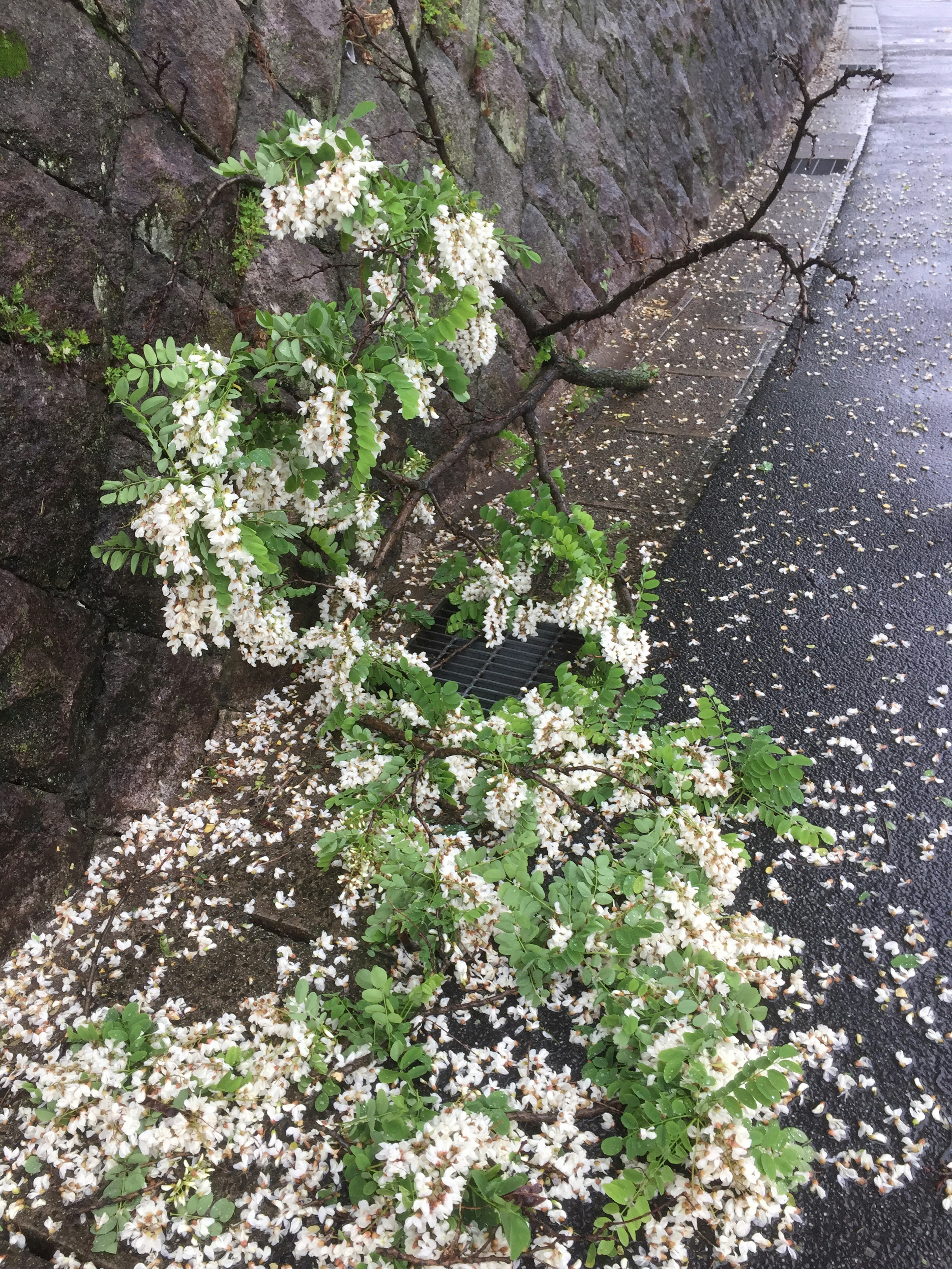 白い花が咲いた植物が道に広がっている