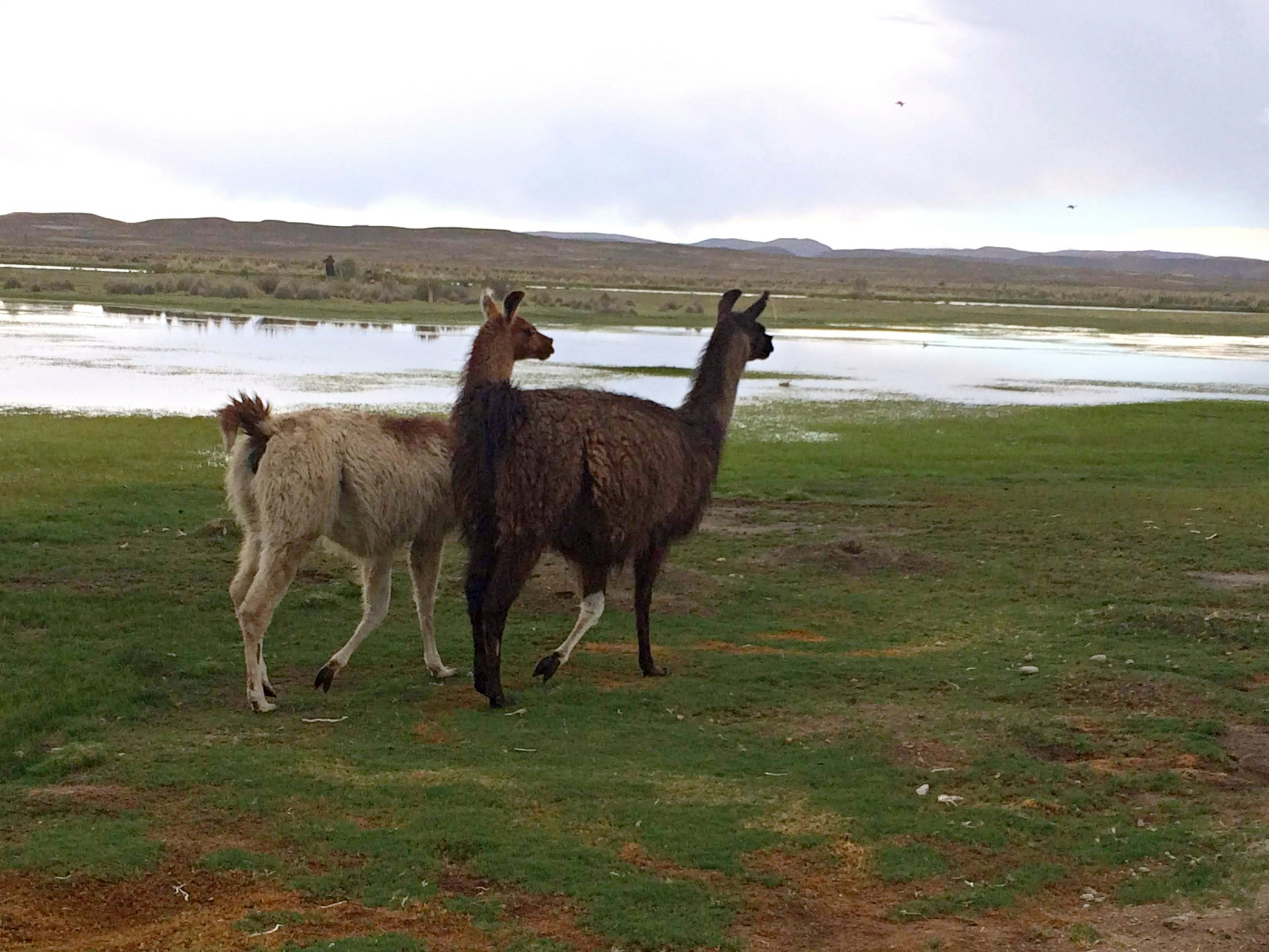 Due lama che camminano sull'erba con un bel lago e montagne sullo sfondo