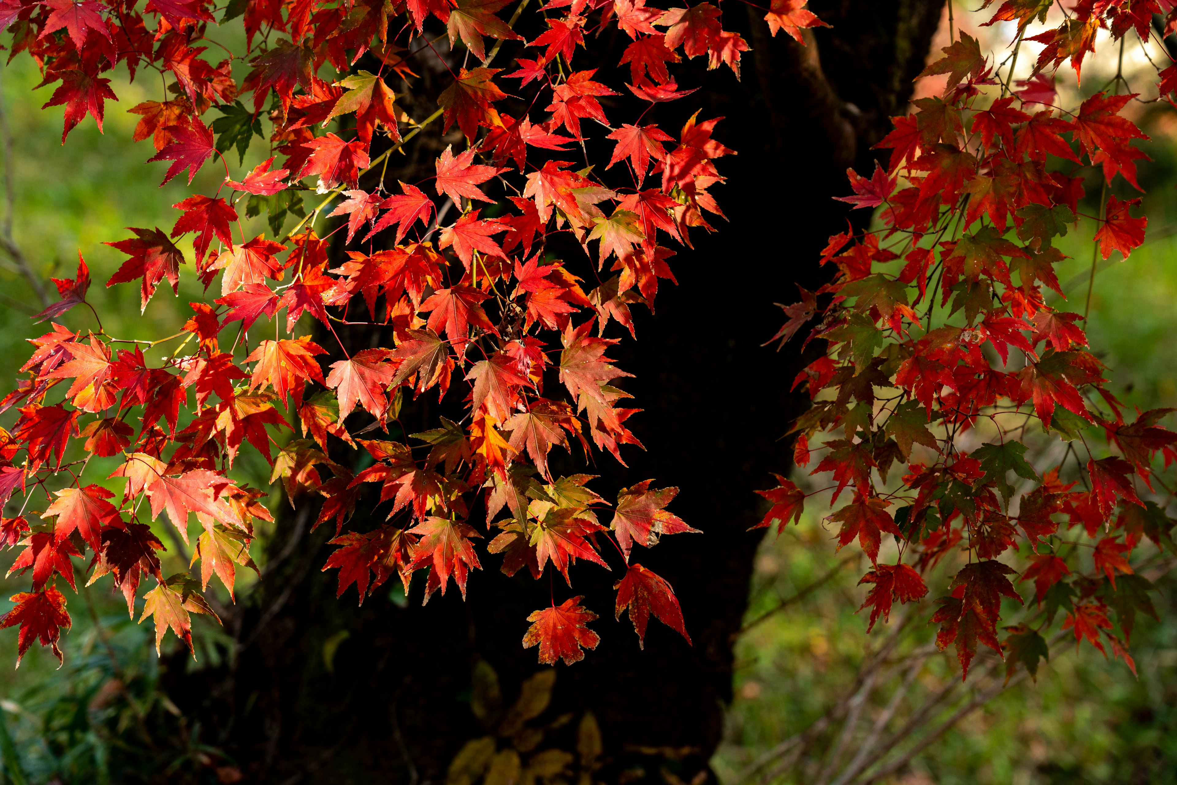 Feuilles d'érable rouges vives tombant d'un tronc d'arbre