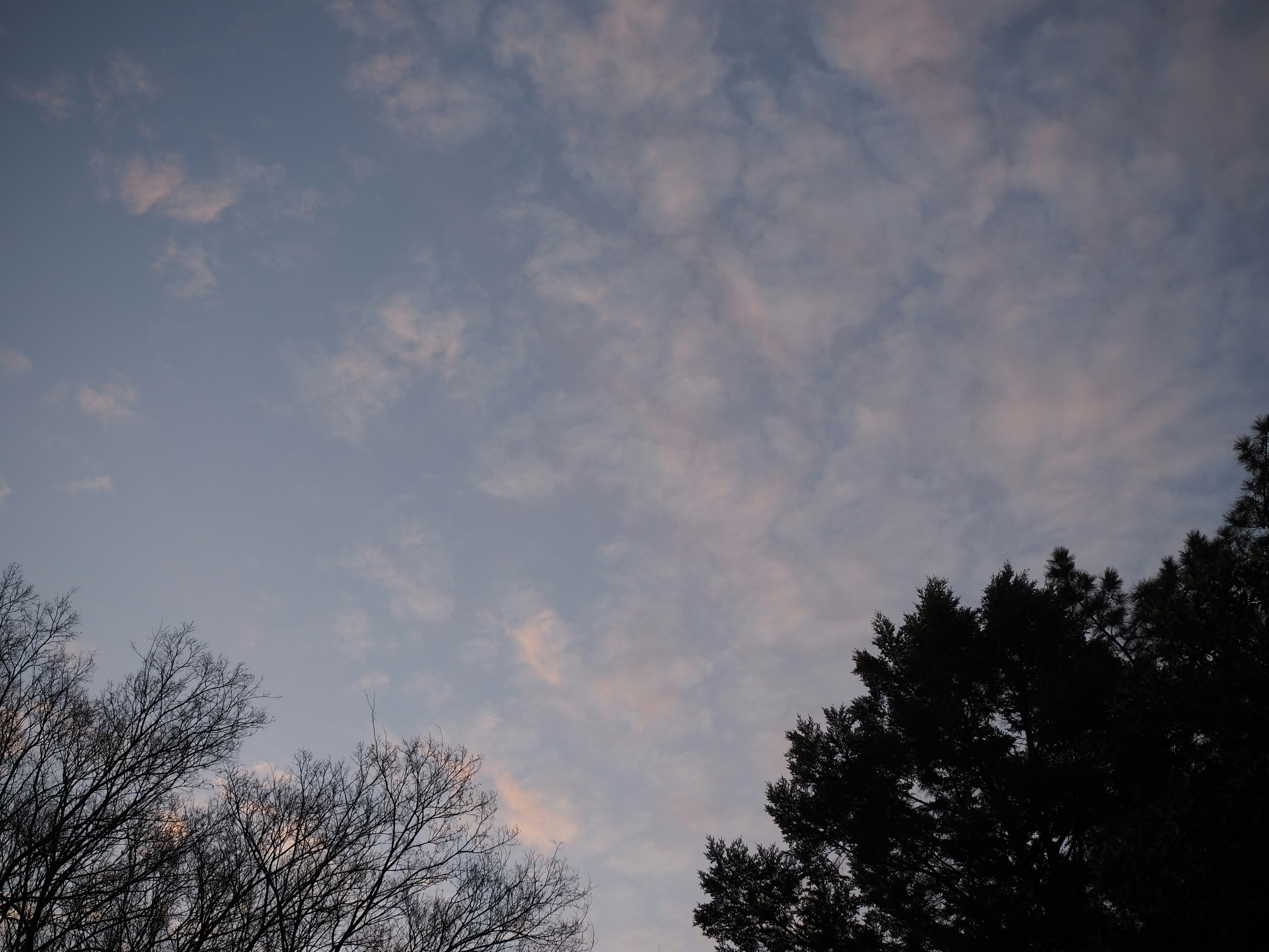 Nuvole soffici in un cielo blu con silhouette di alberi