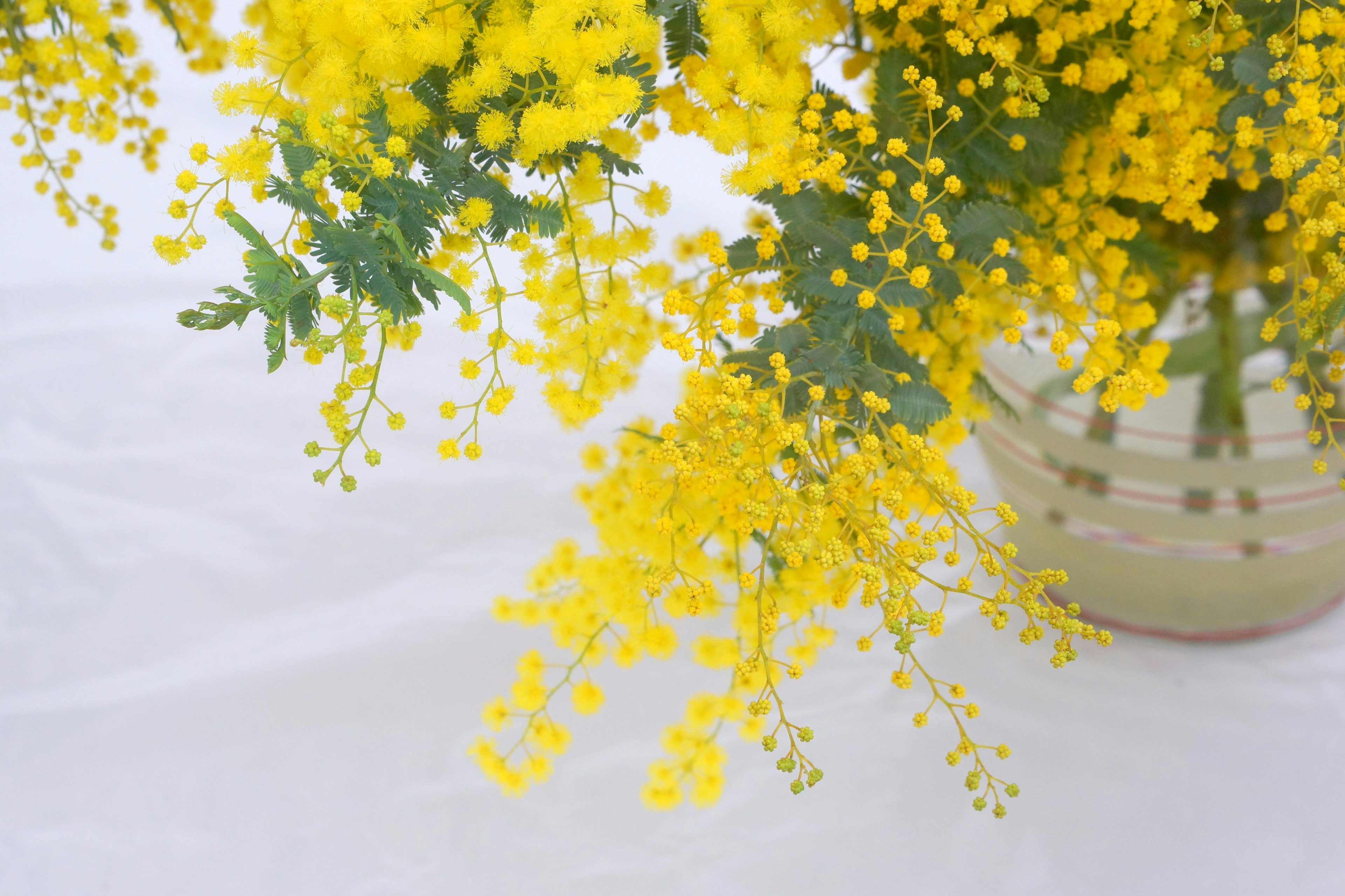 Bild von gelben Mimosenblüten in einem klaren Glas