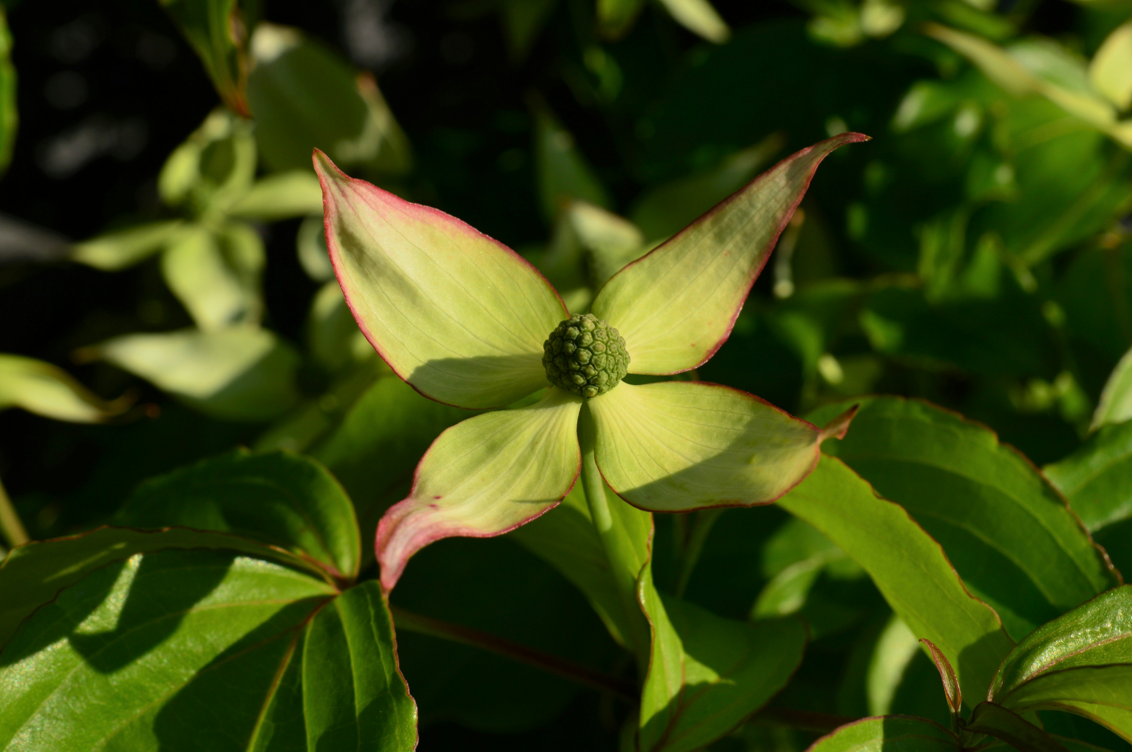 Primo piano di un fiore verde con bordi rosa