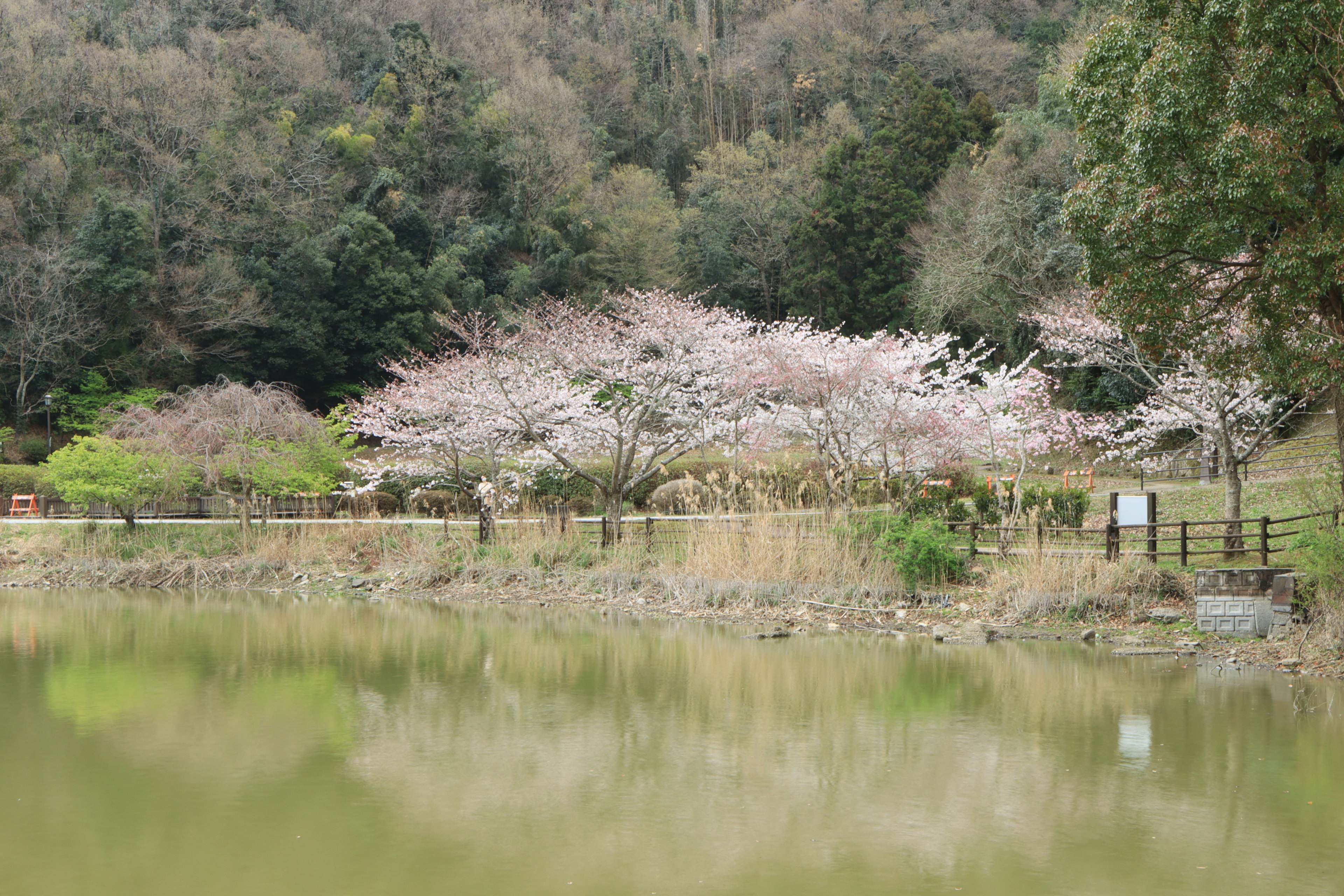 宁静池塘旁的樱花树美景