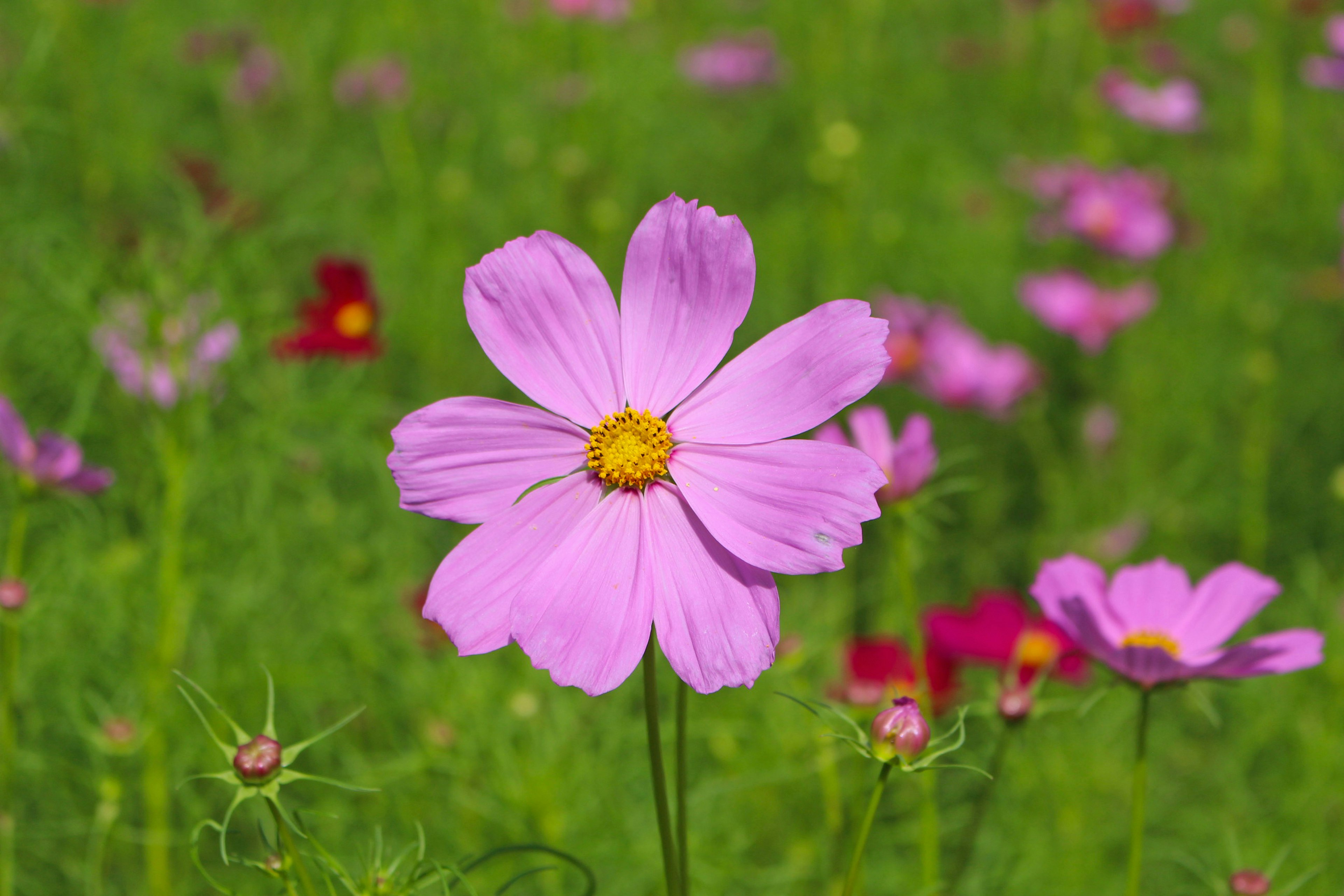 Vibrant pink cosmos flower against a green background