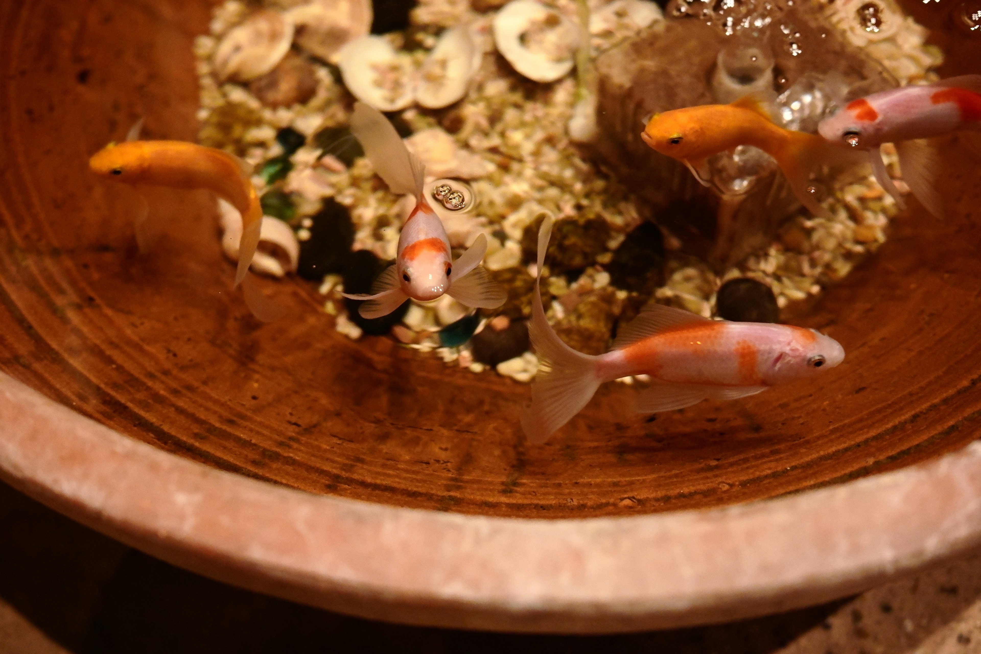 Poissons koi nageant dans un bol en bois rempli de cailloux et de coquillages