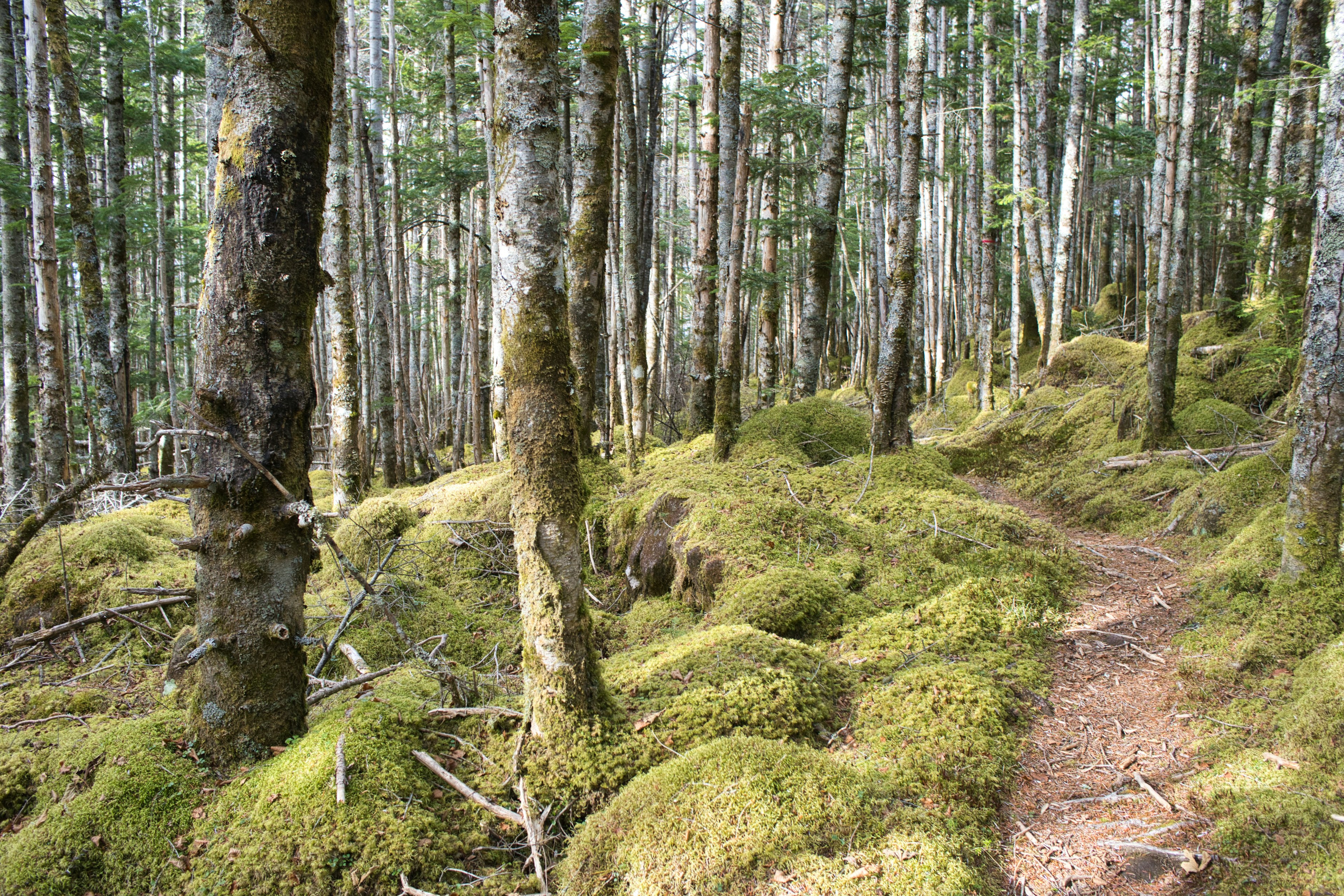 Forest scene with a moss-covered path and tall trees