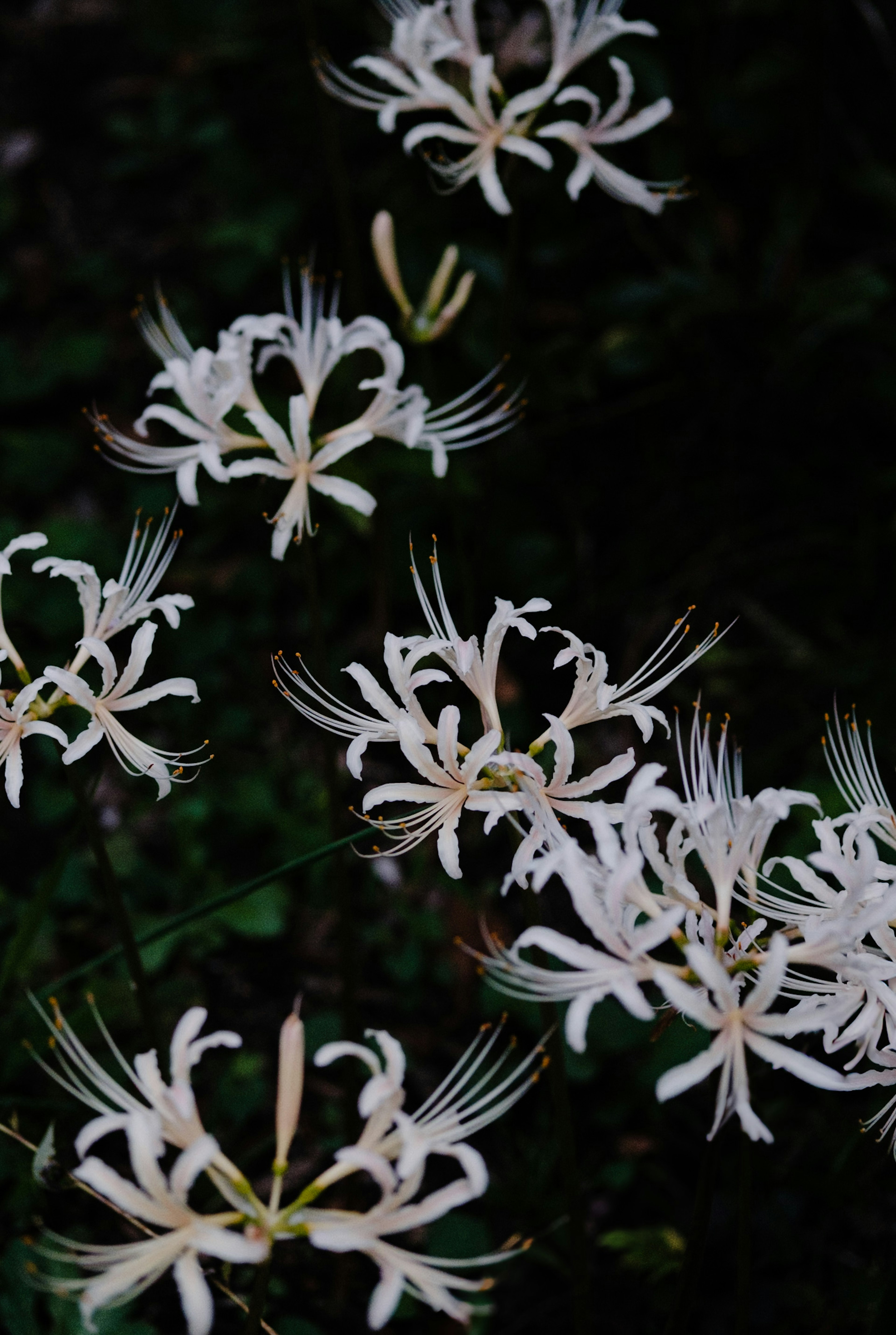 Weiße Blumen heben sich vor einem dunklen Hintergrund ab