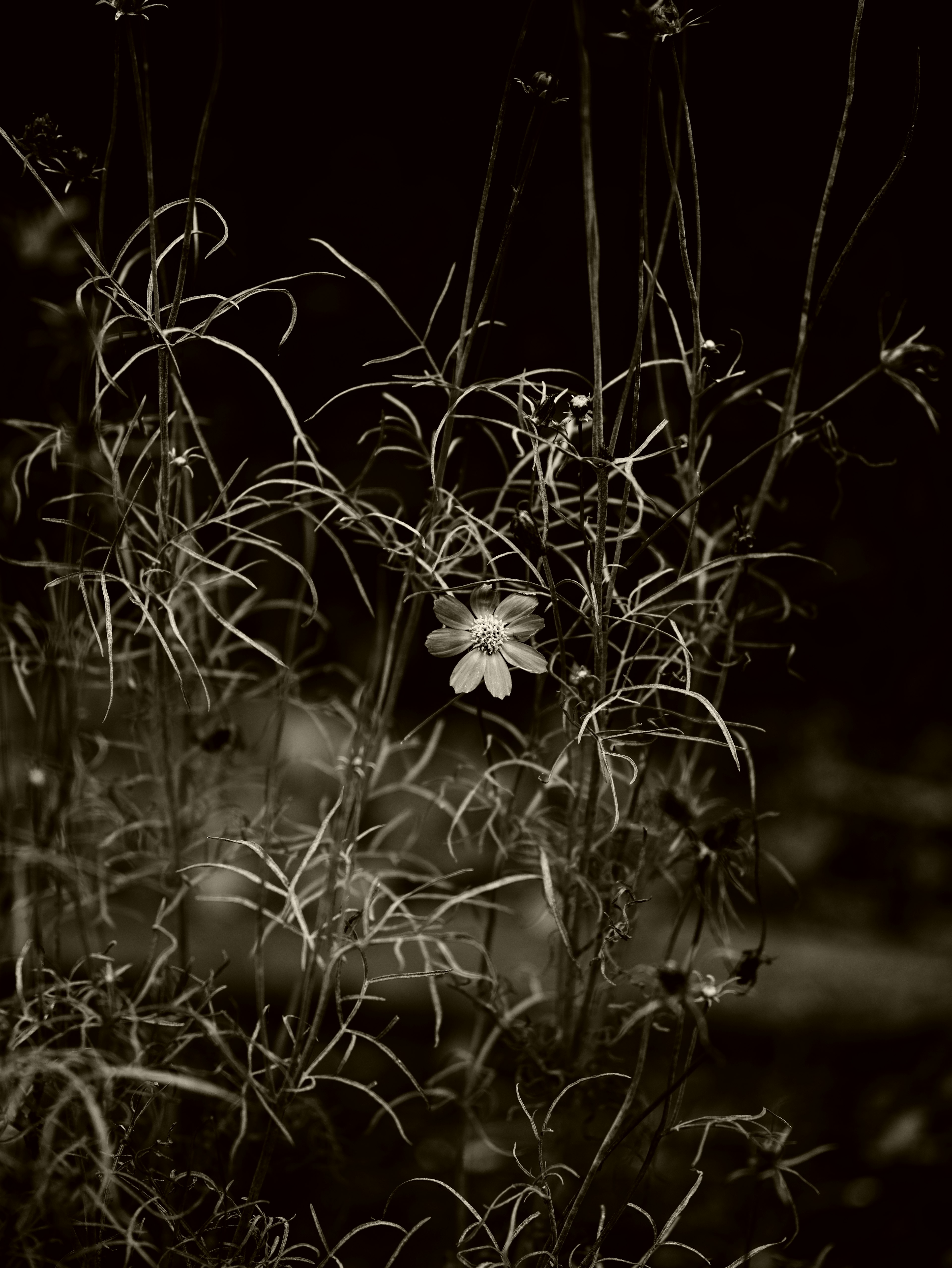 Eine kleine weiße Blume umgeben von feinem Gras vor einem dunklen Hintergrund