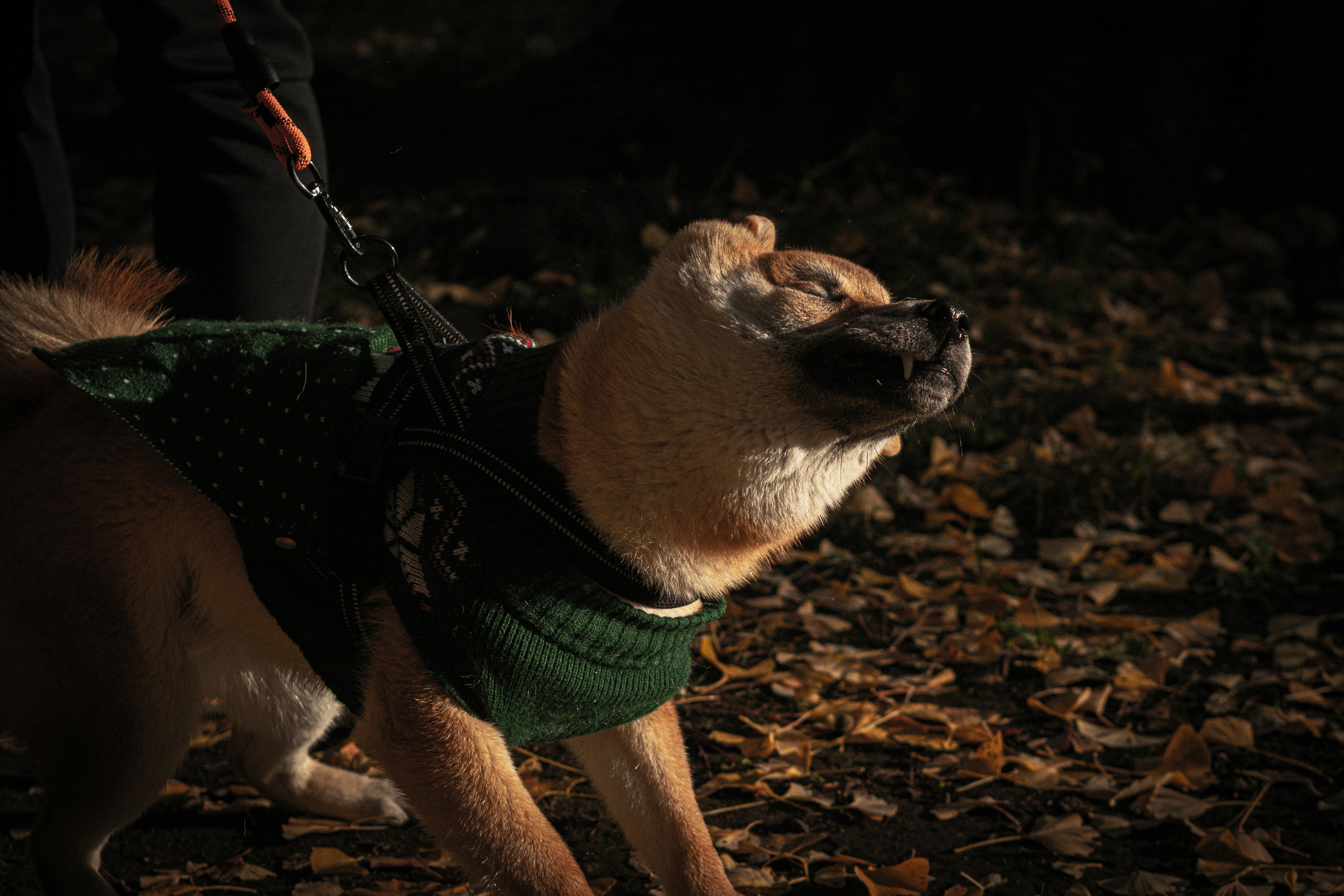 Hund mit grünem Pullover an der Leine, der in einem Herbstpark spazieren geht