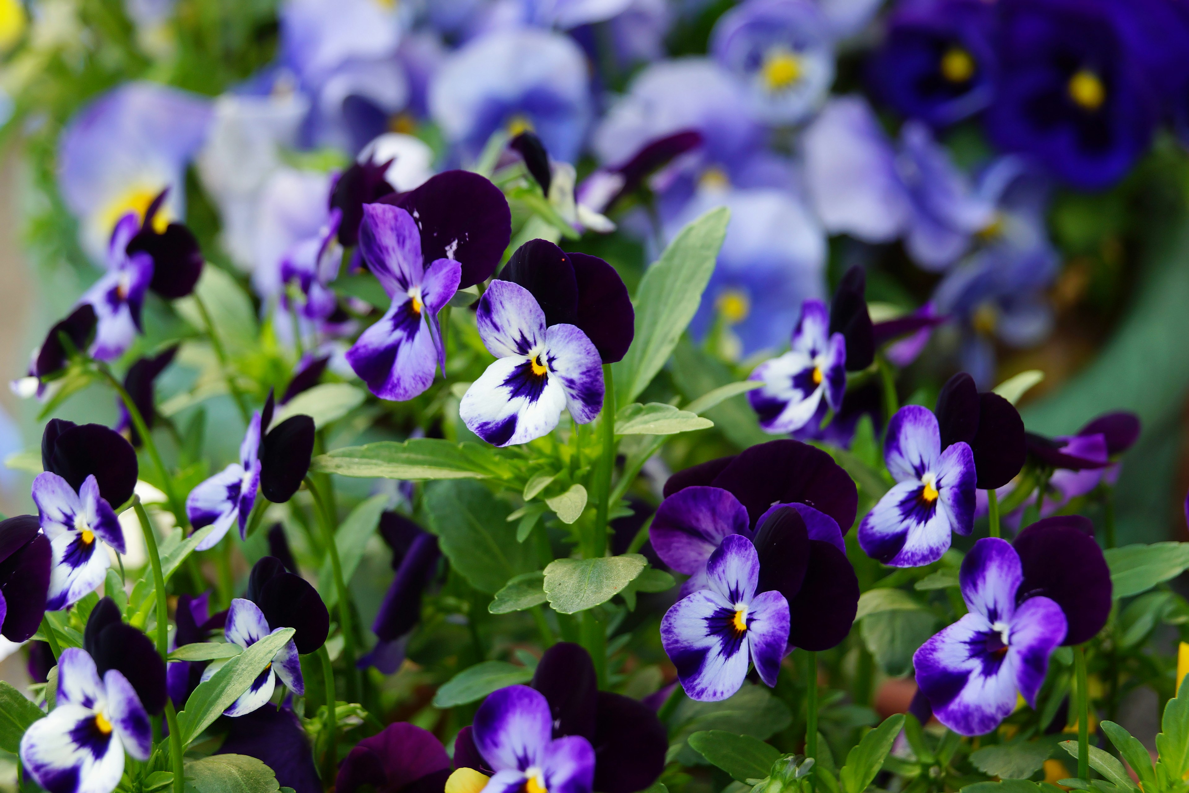 Fleurs de pensées violettes et blanches en pleine floraison