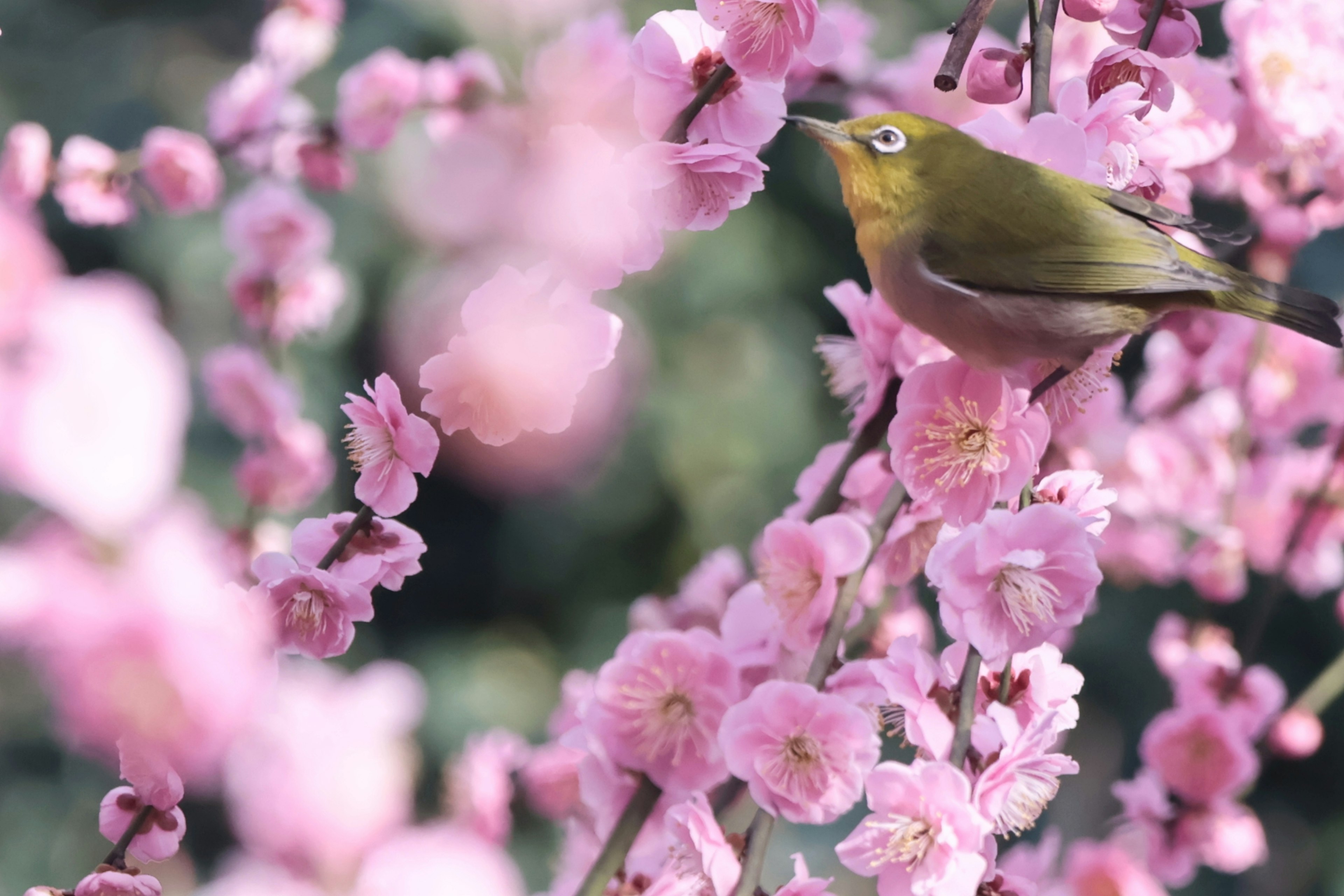 Un uccello vivace tra fiori rosa