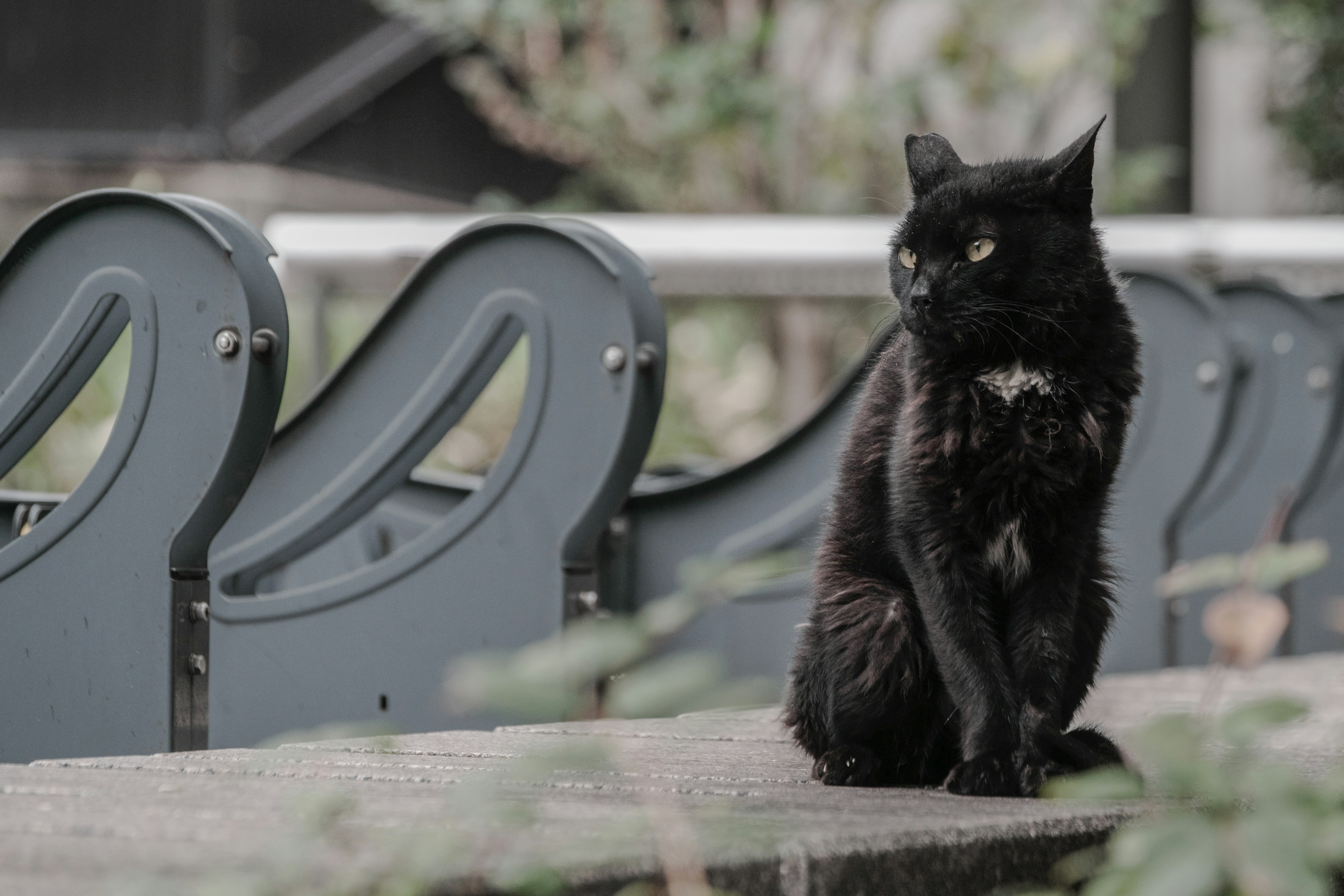 黒猫がベンチの近くで座っている風景