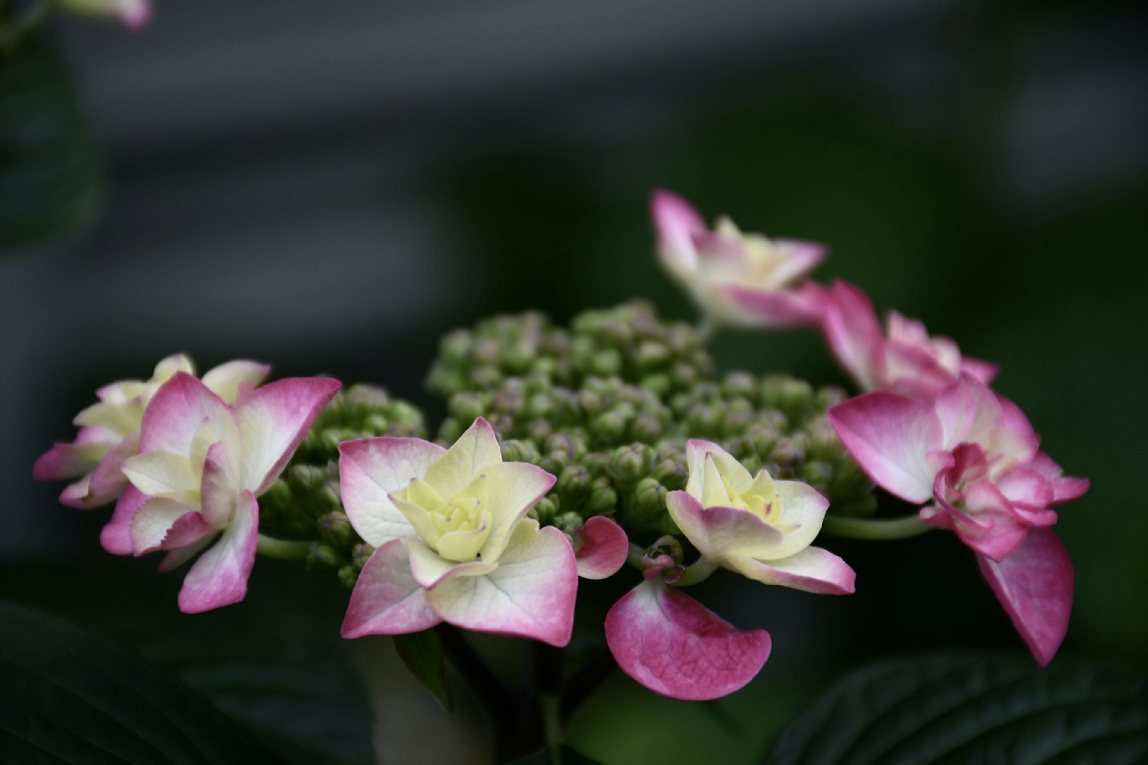 Foto ravvicinata di una bella ortensia con fiori rosa e bianchi