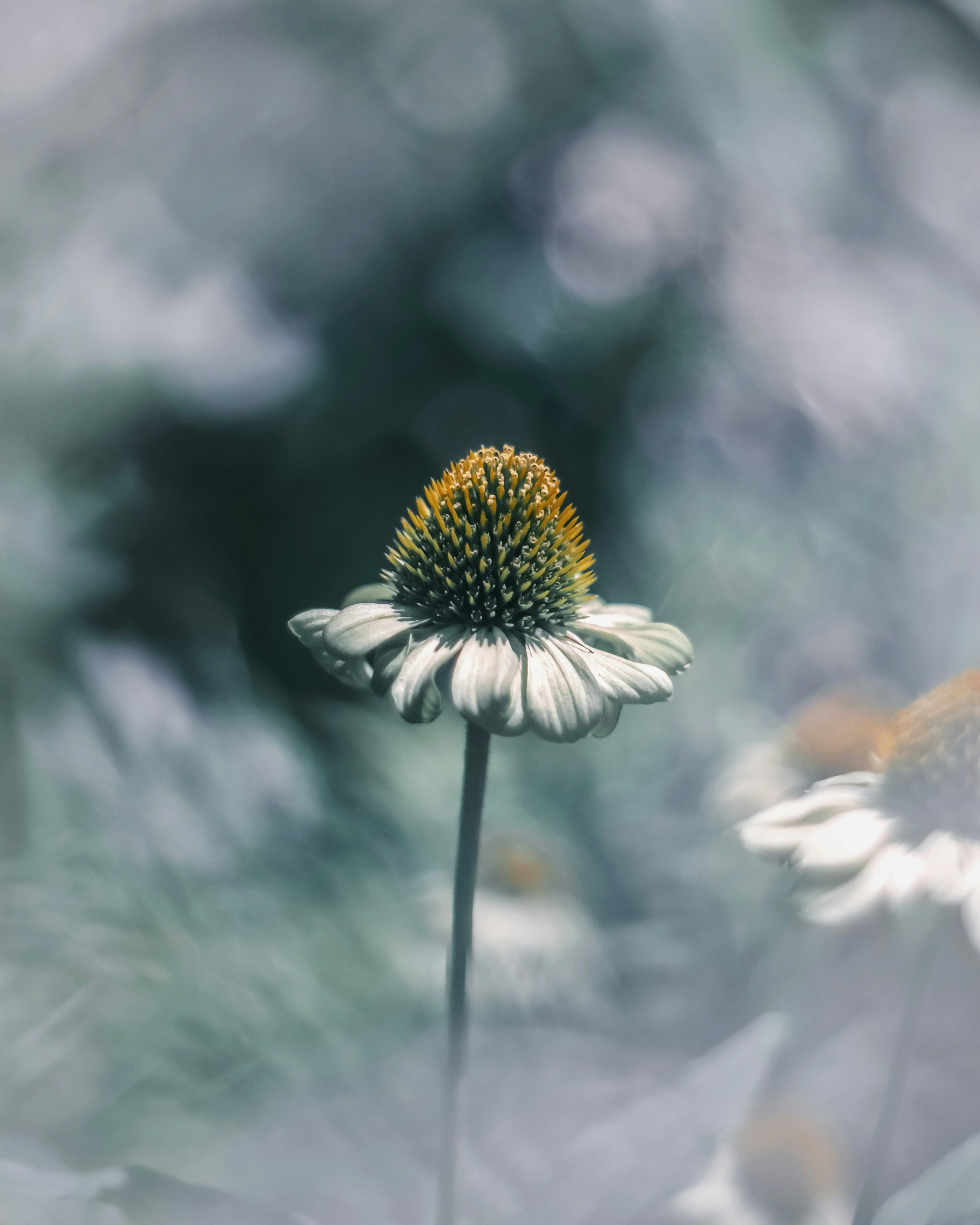 A pale flower stands prominently with a blurred background