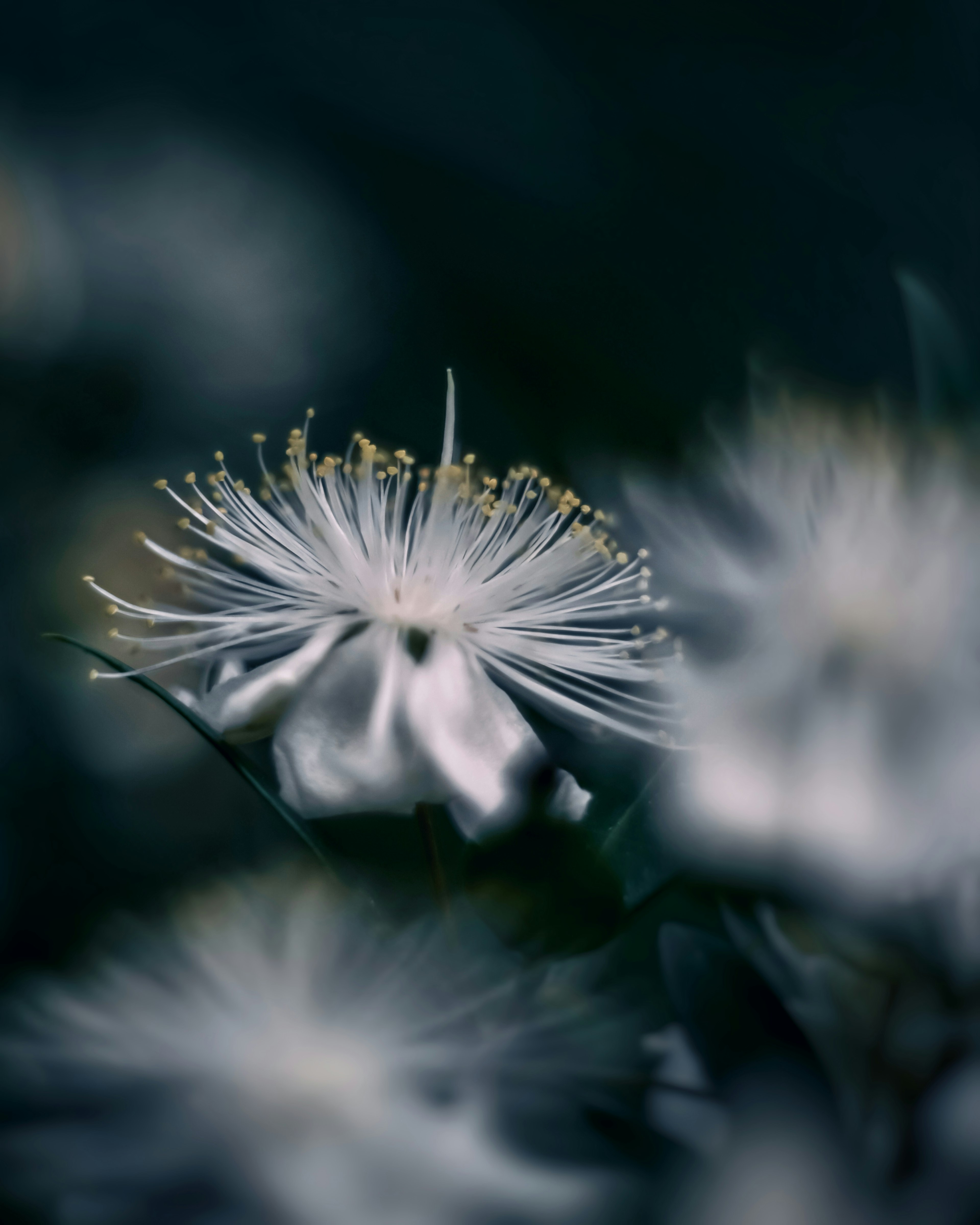 Un'immagine bella con un fiore bianco che spicca su uno sfondo sfocato