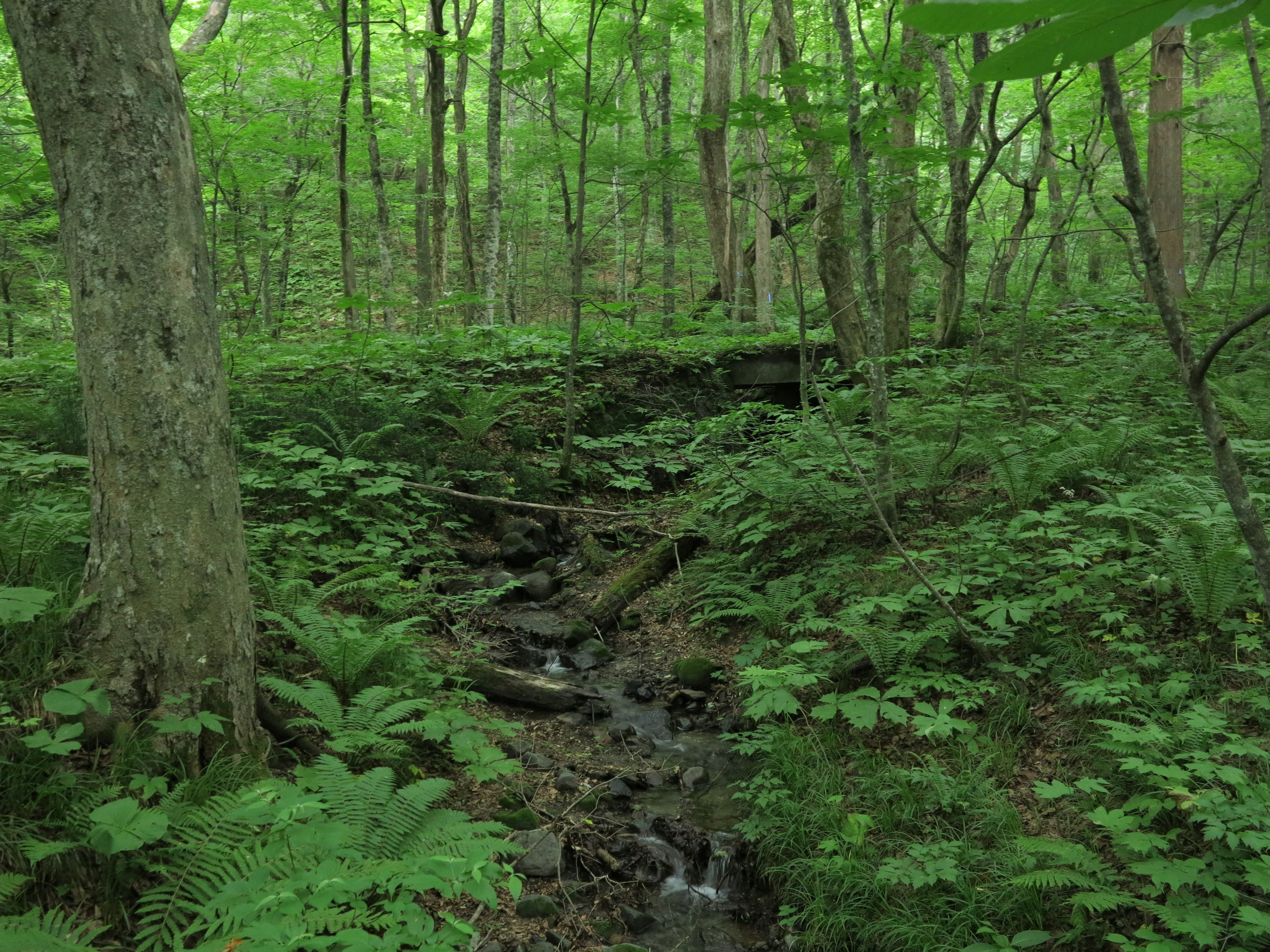 Bosque frondoso con un arroyo que fluye y árboles circundantes