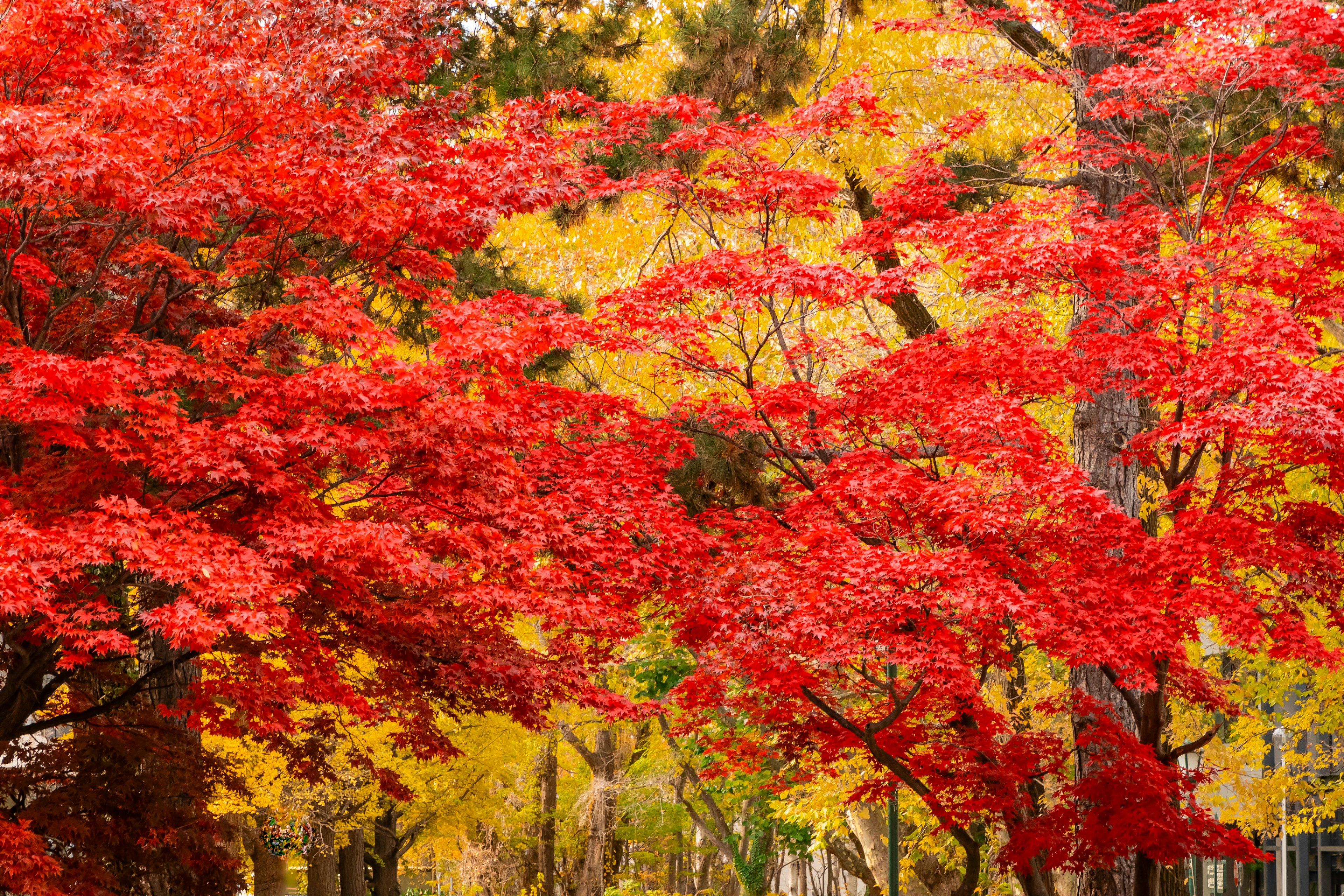 Paysage avec des arbres aux feuilles rouges et jaunes vives