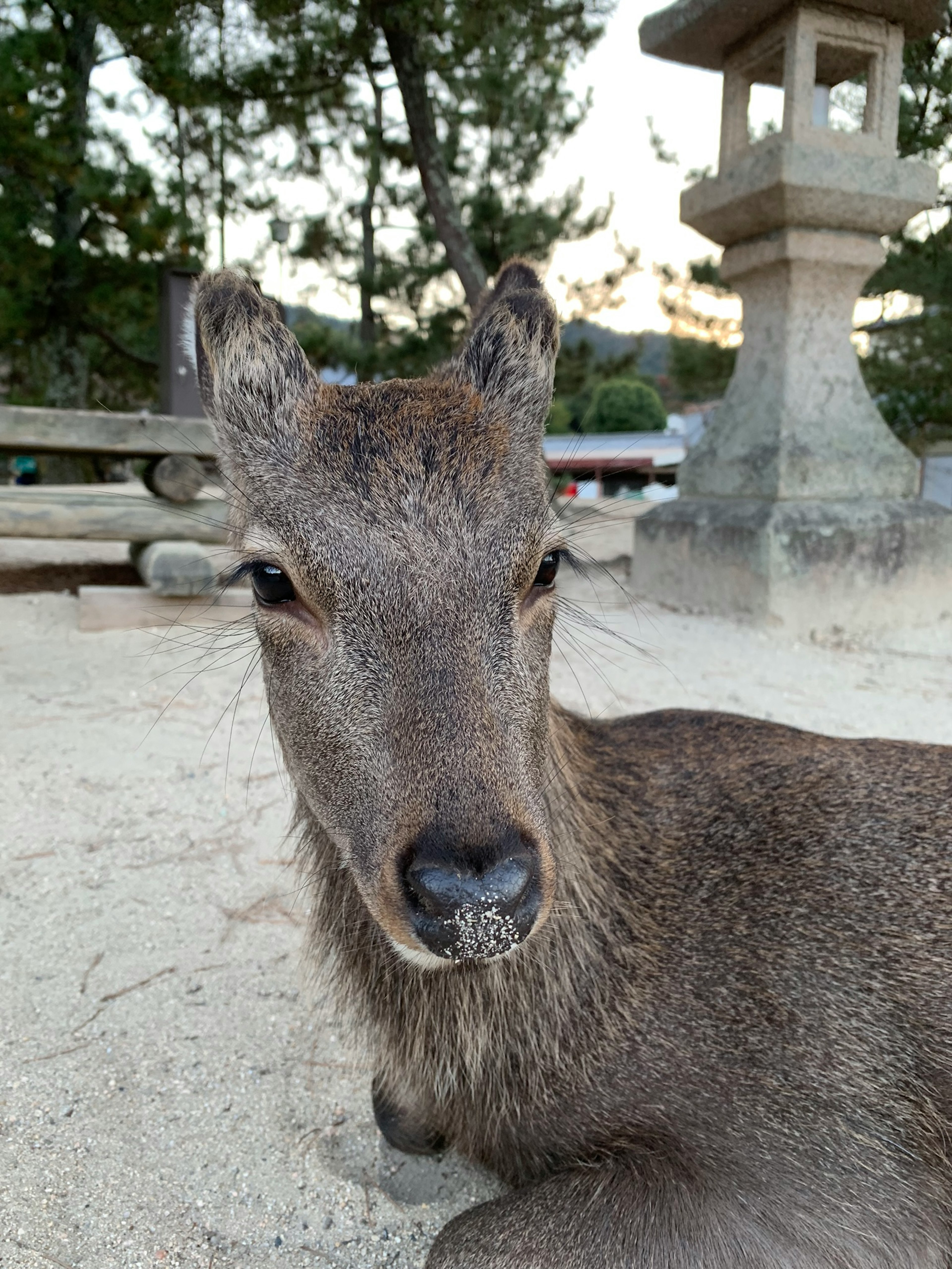 鹿の顔が近くにあり背景には灯篭と木々が見える