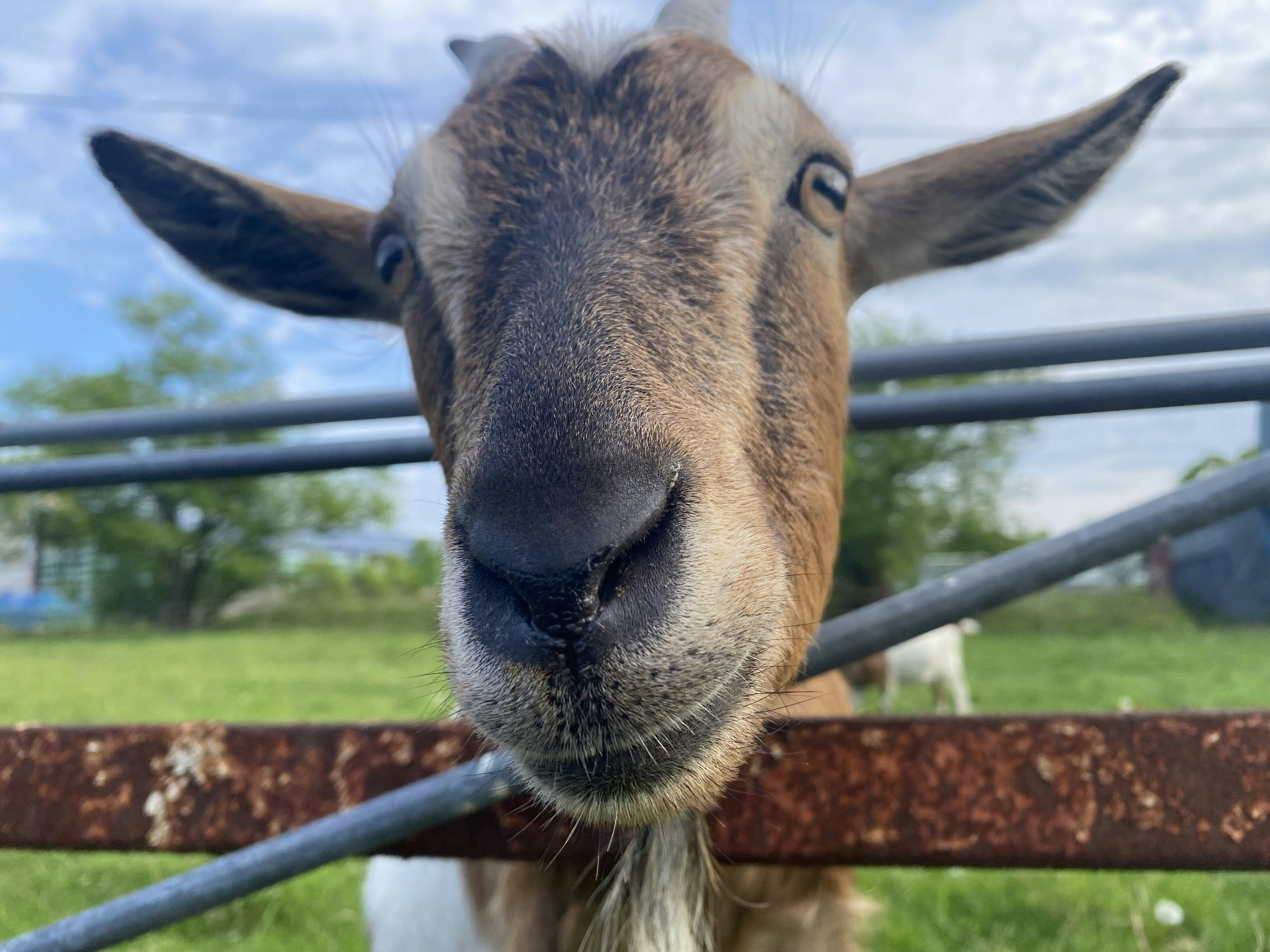 Close-up wajah seekor kambing dengan telinga yang khas