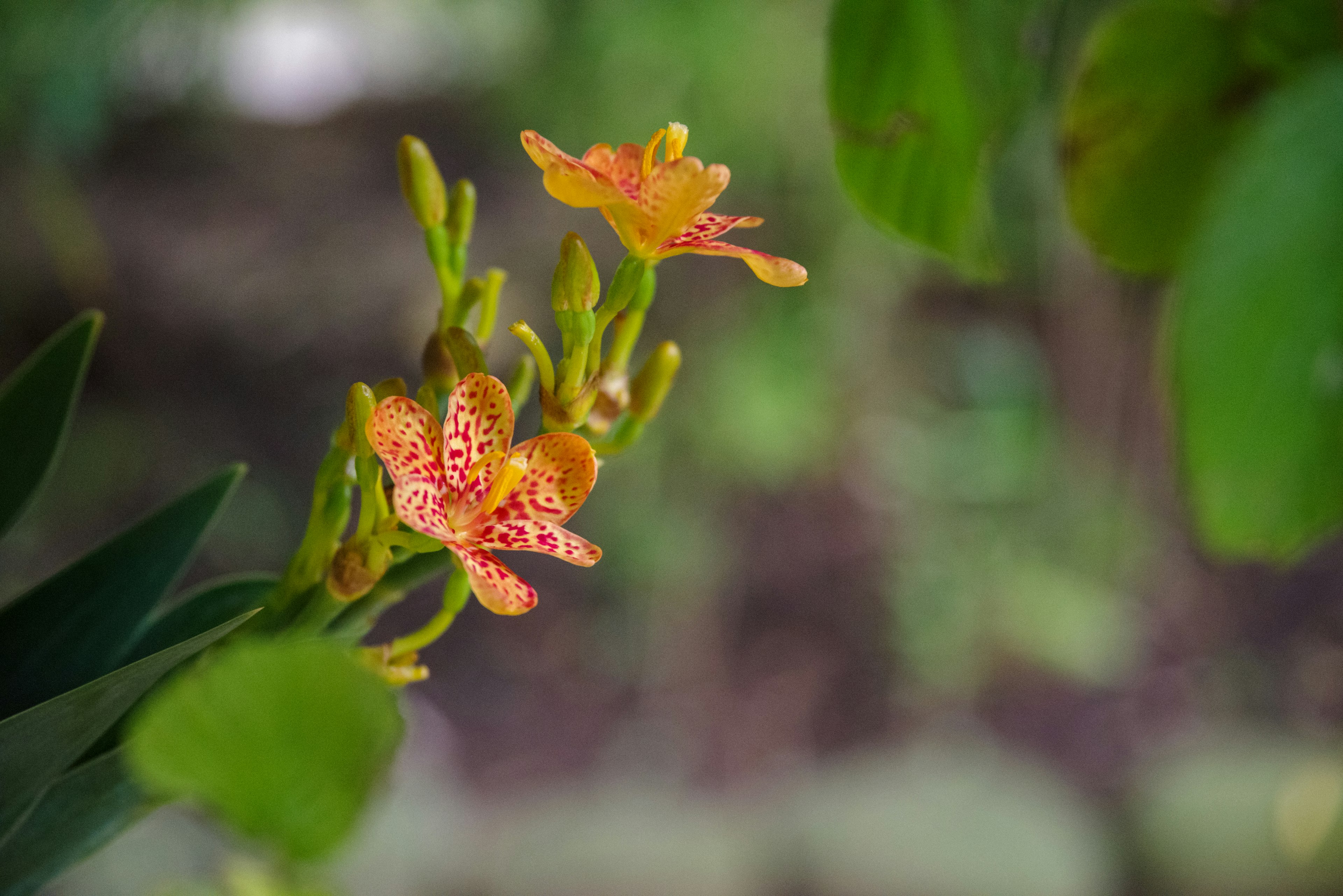 緑の背景にオレンジ色の斑点がある花のクローズアップ