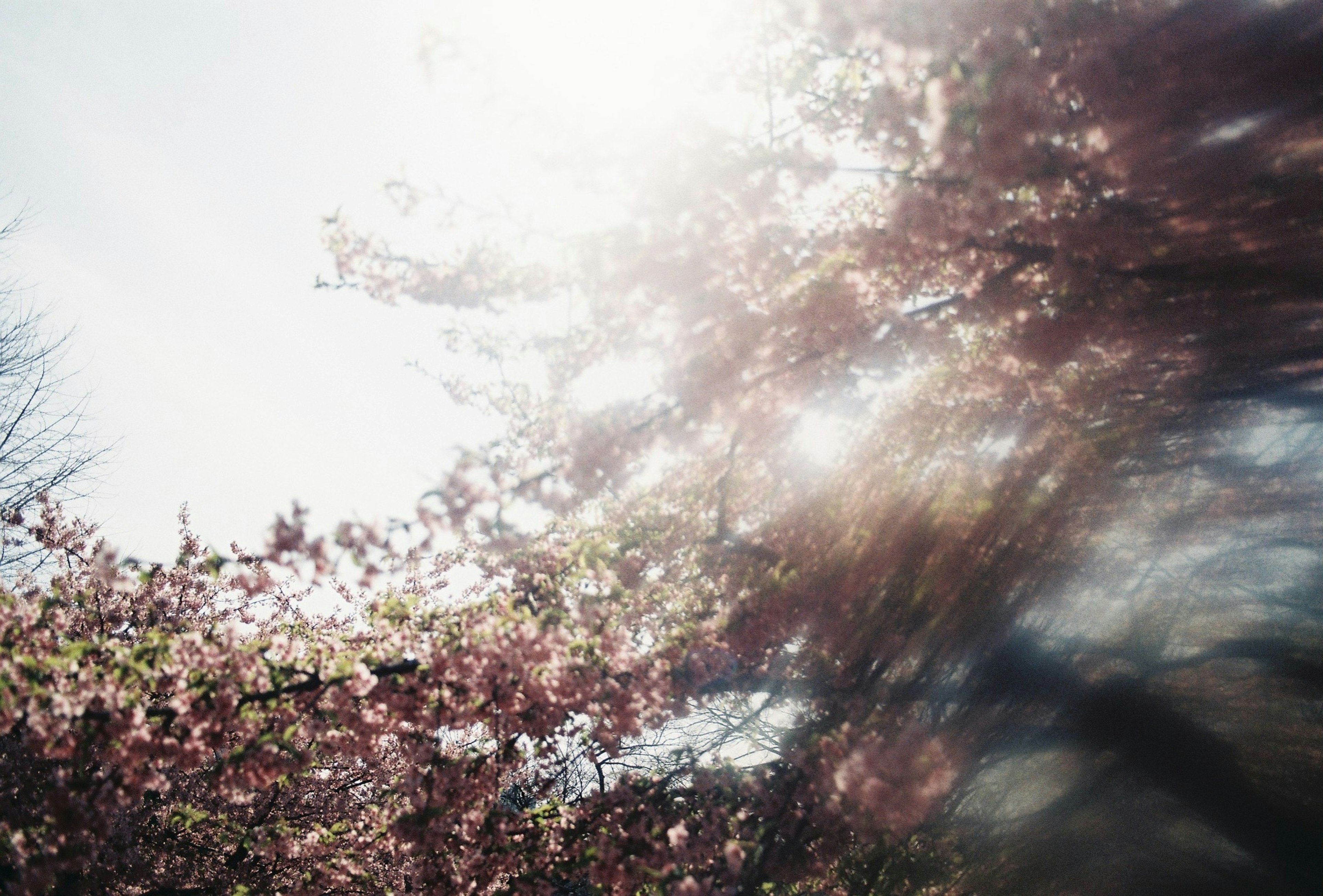 Cherry blossoms illuminated by soft sunlight against a blue sky