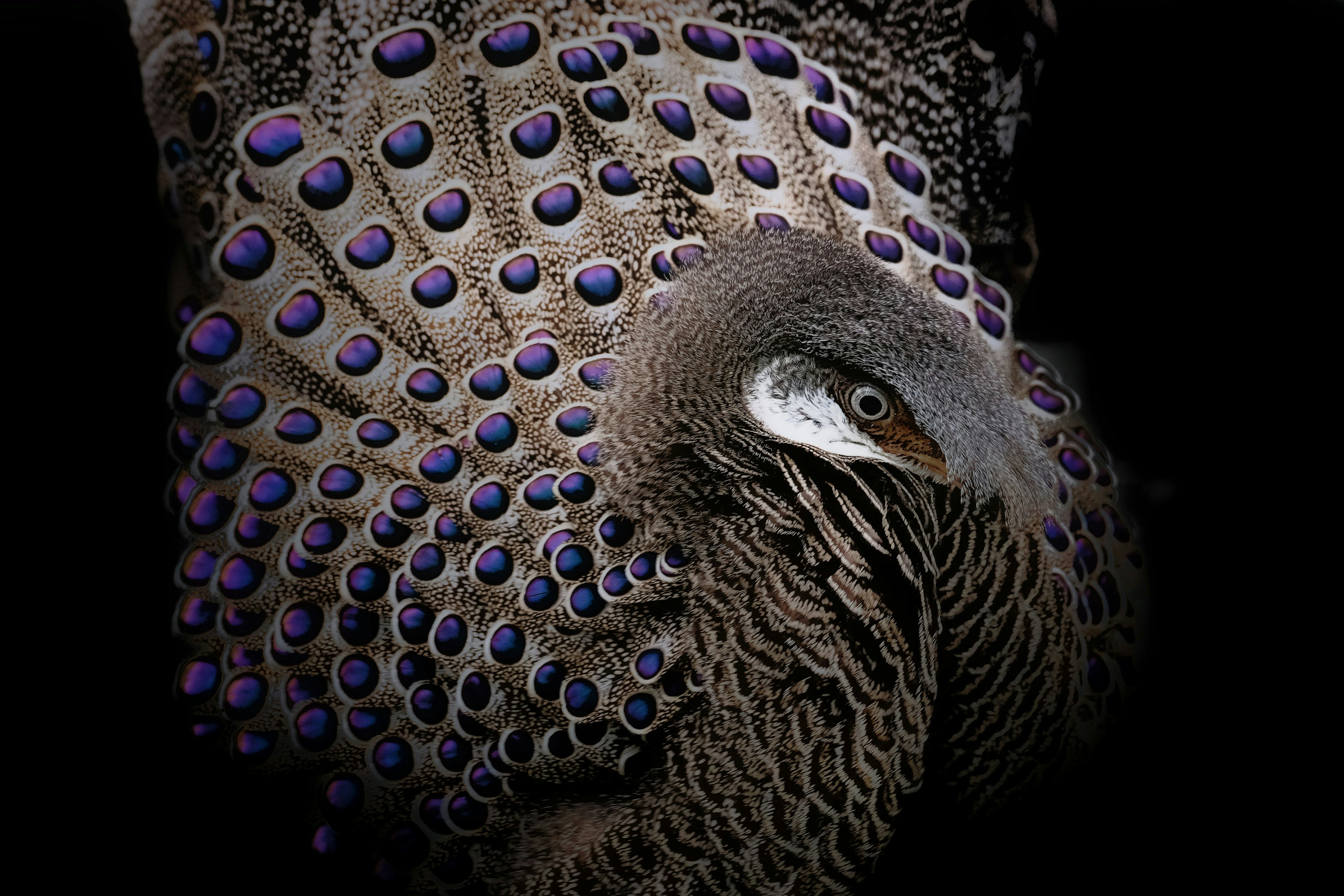 Imagen en primer plano de un pavo real con patrones de ojos morados en sus plumas