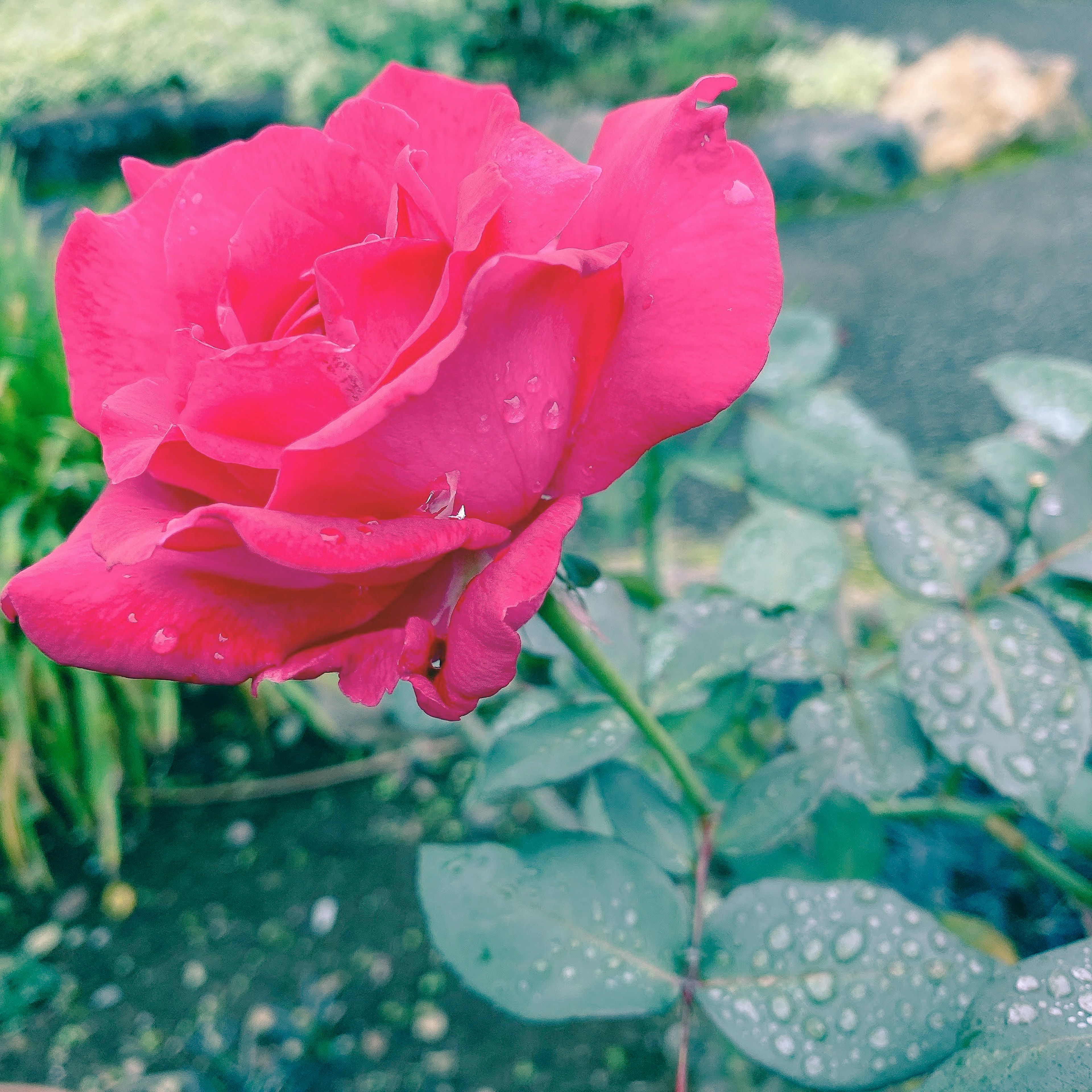 Vibrant pink rose with water droplets