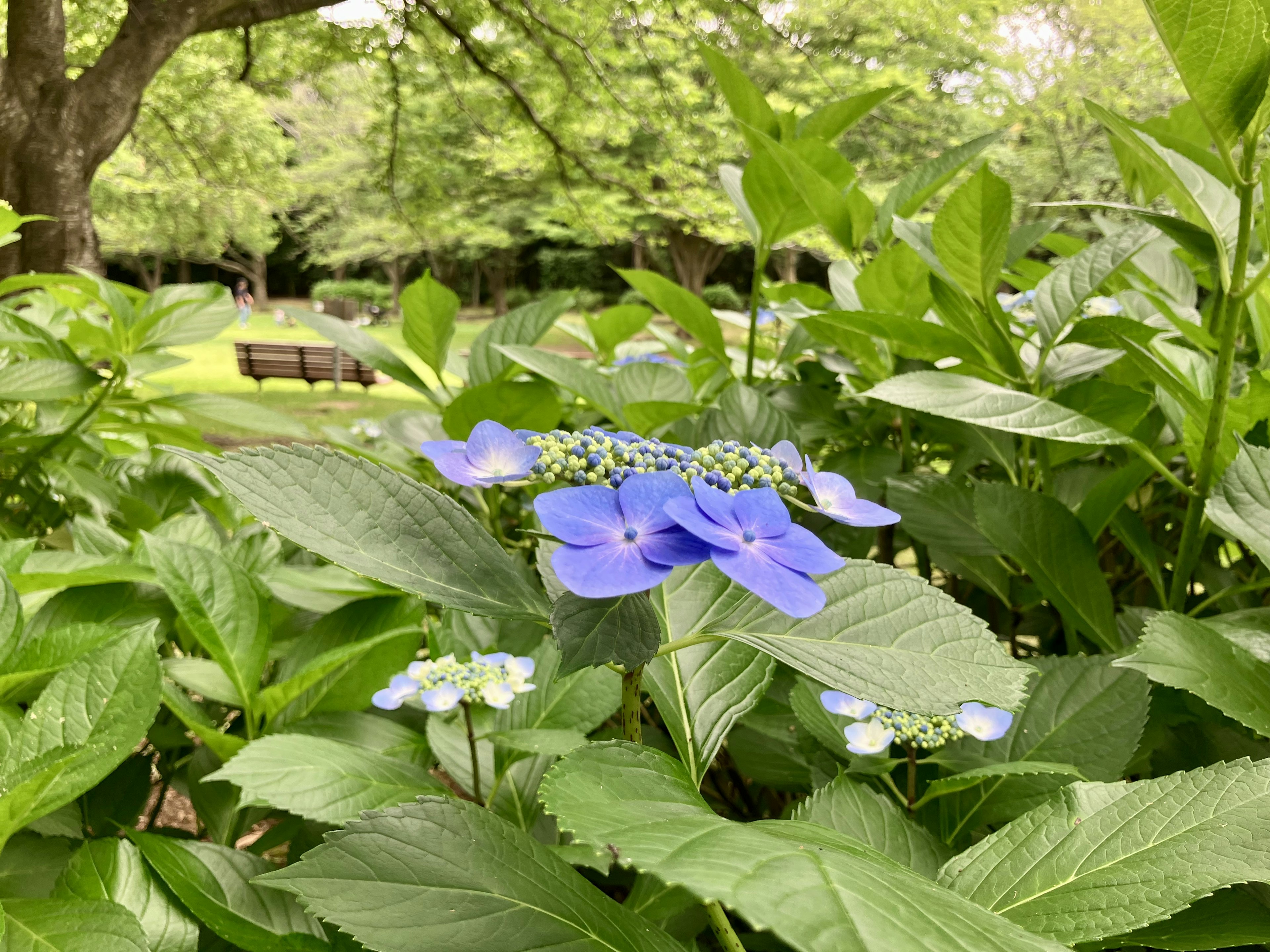 青い花が緑の葉に囲まれている公園の風景