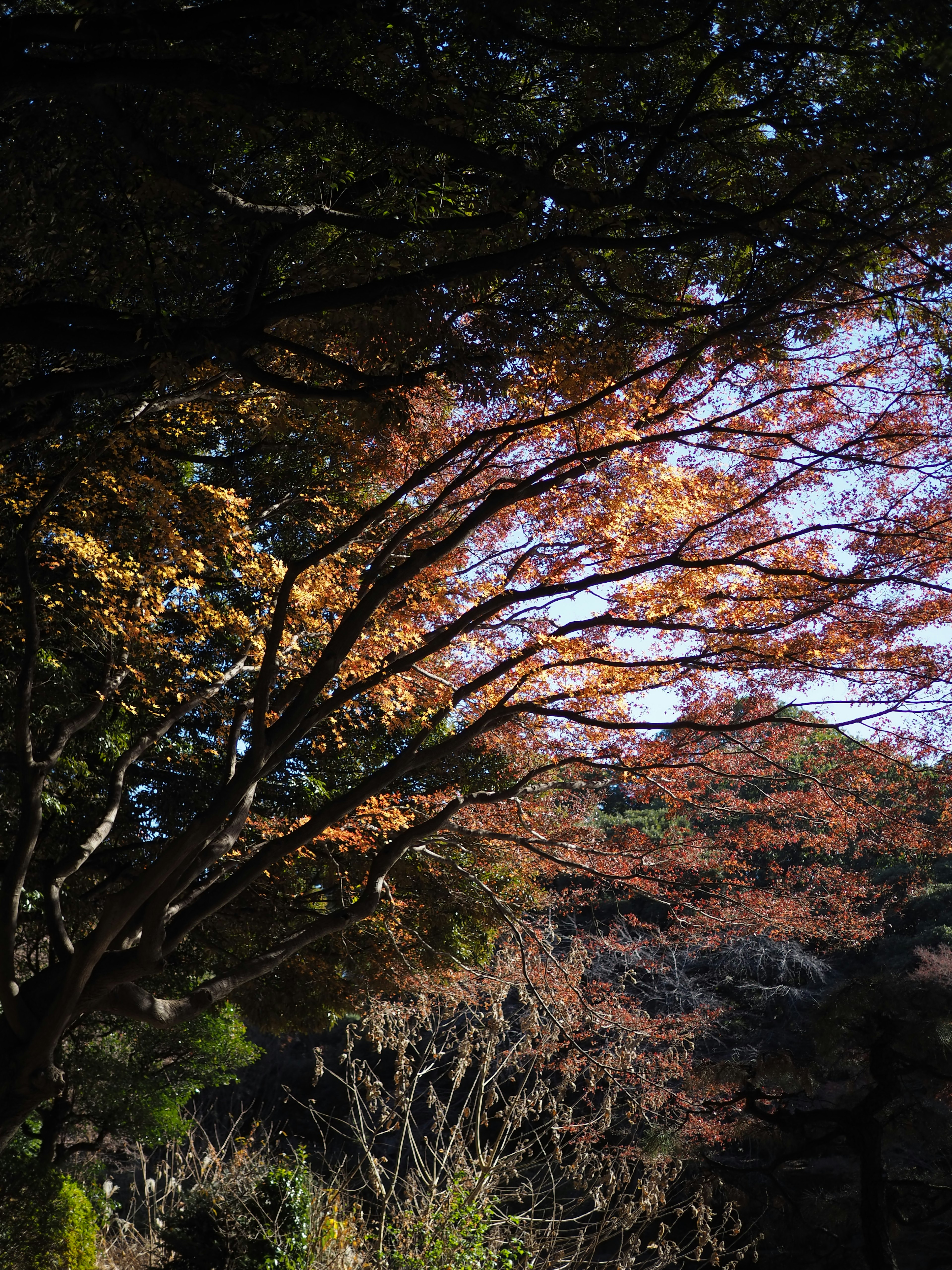 Scena autunnale con rami d'albero colorati contro un cielo blu